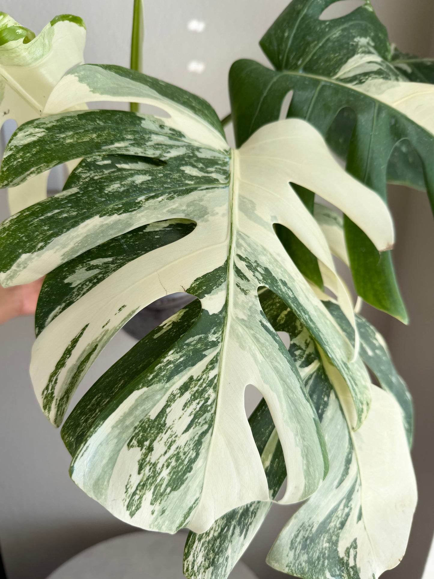 Monstera Albo