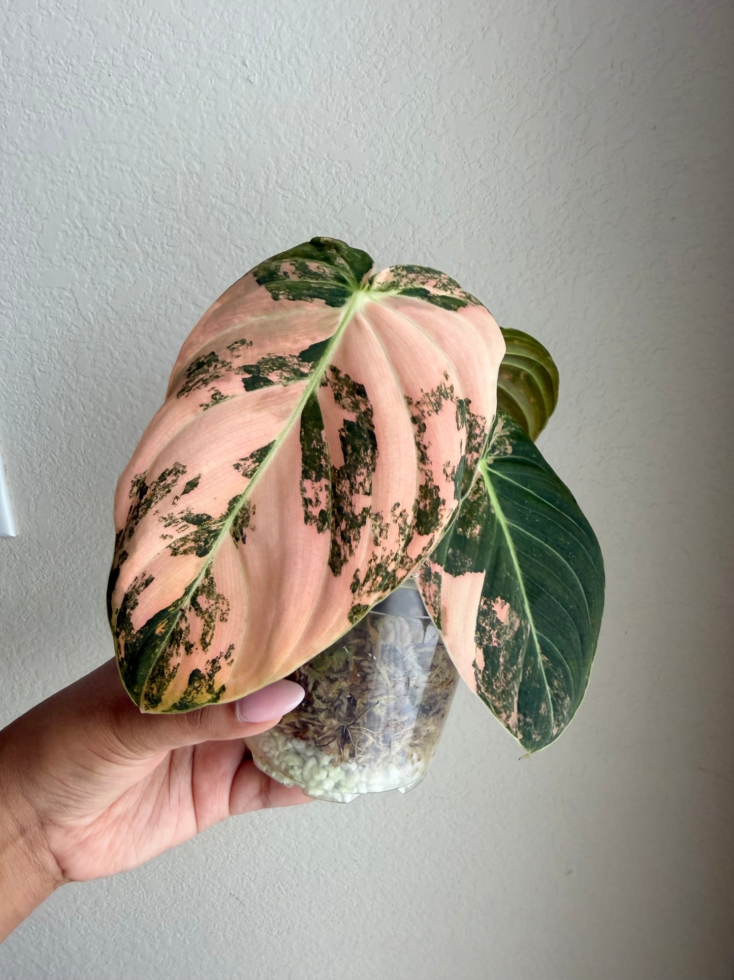 Rare Philodendron Melanochrysum Orange Variegated
