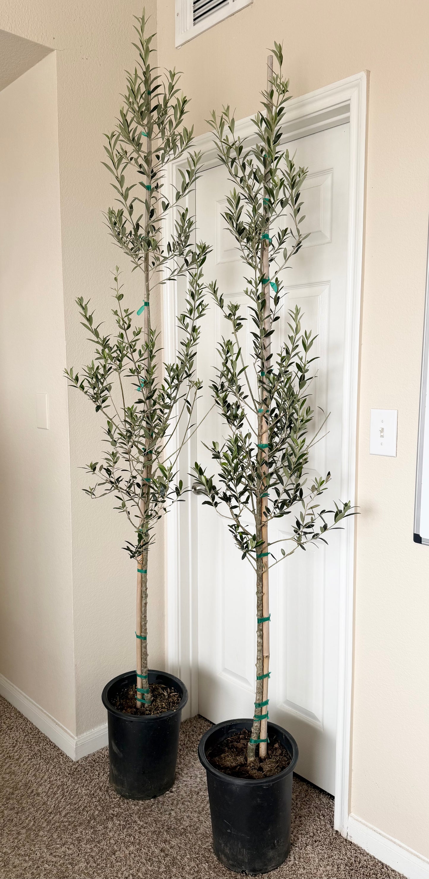 Olive Trees ($165 each)