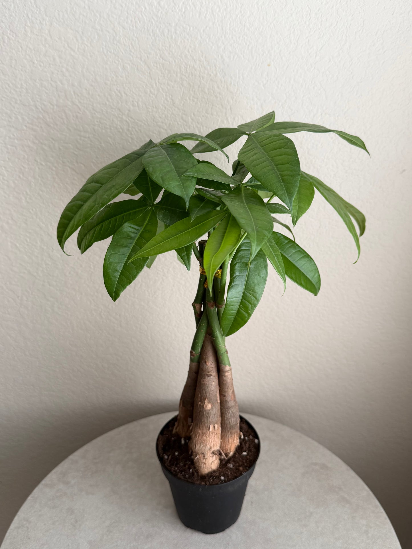 4” Money Tree