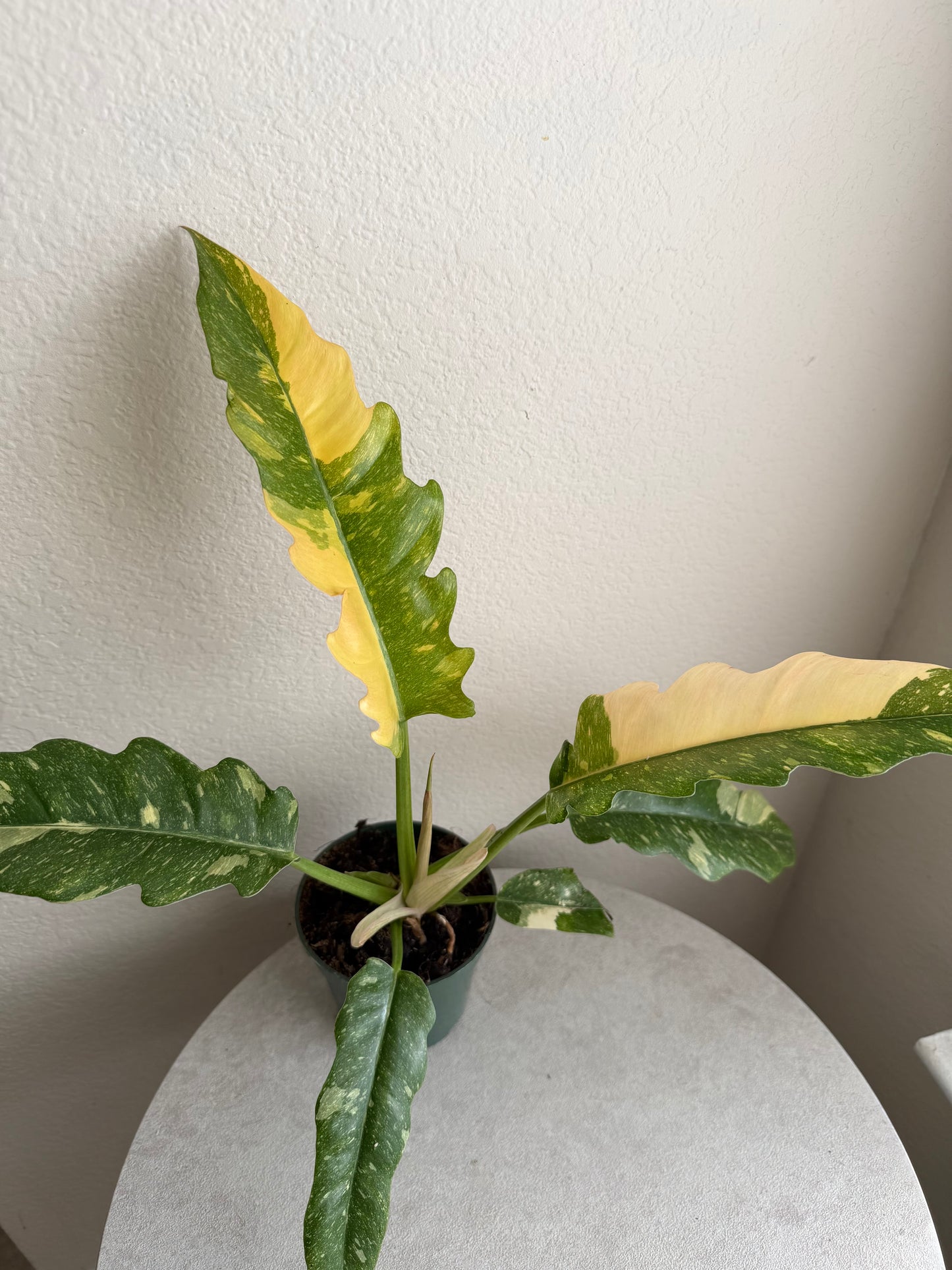 4” Philodendron Ring of Fire