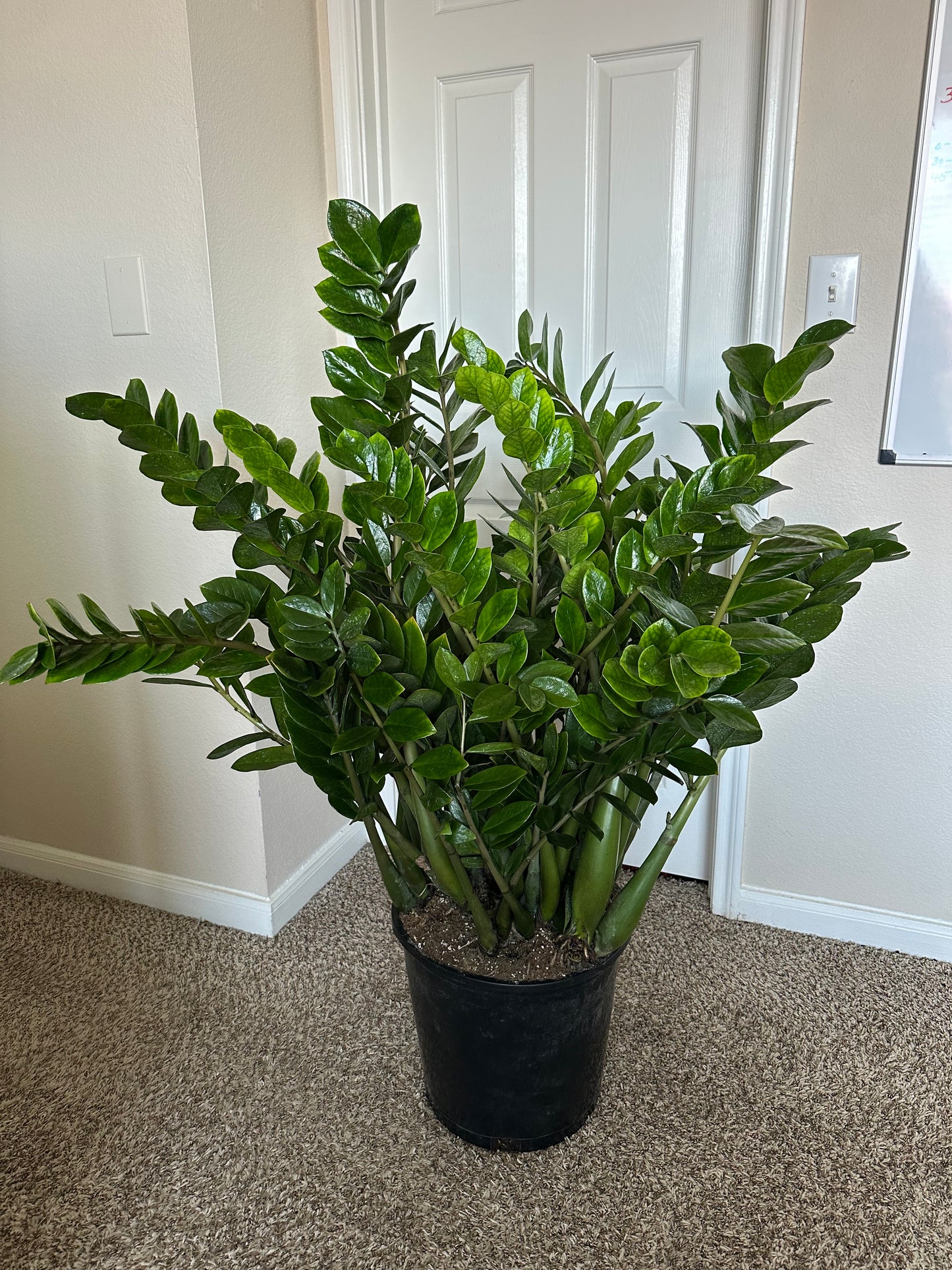 XL ZZ Plant in 14” Pot