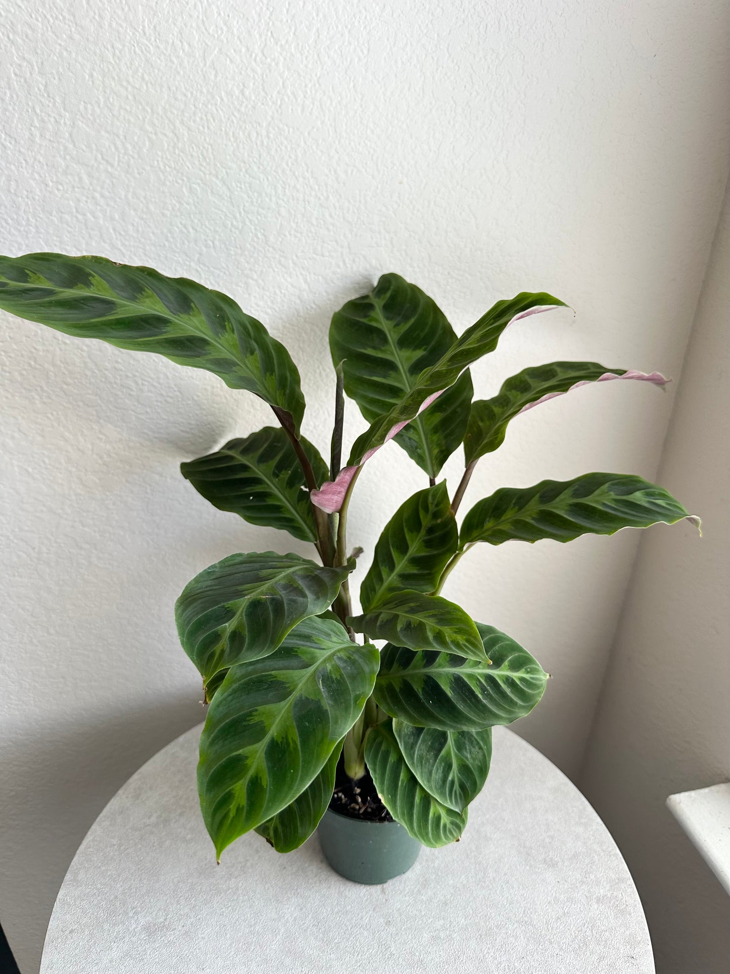 4” Jungle Velvet Calathea (Calathea warscewiczii)