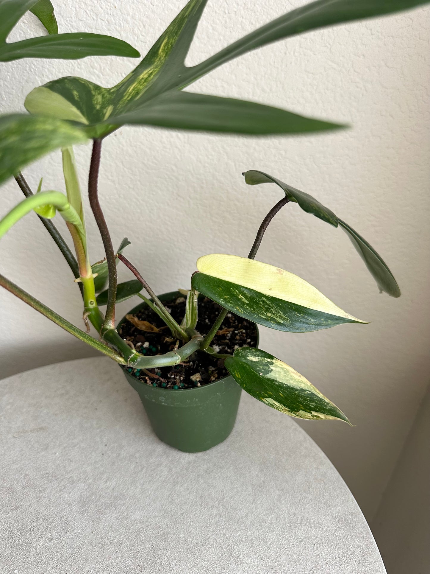 4” Philodendron 'Florida Beauty'