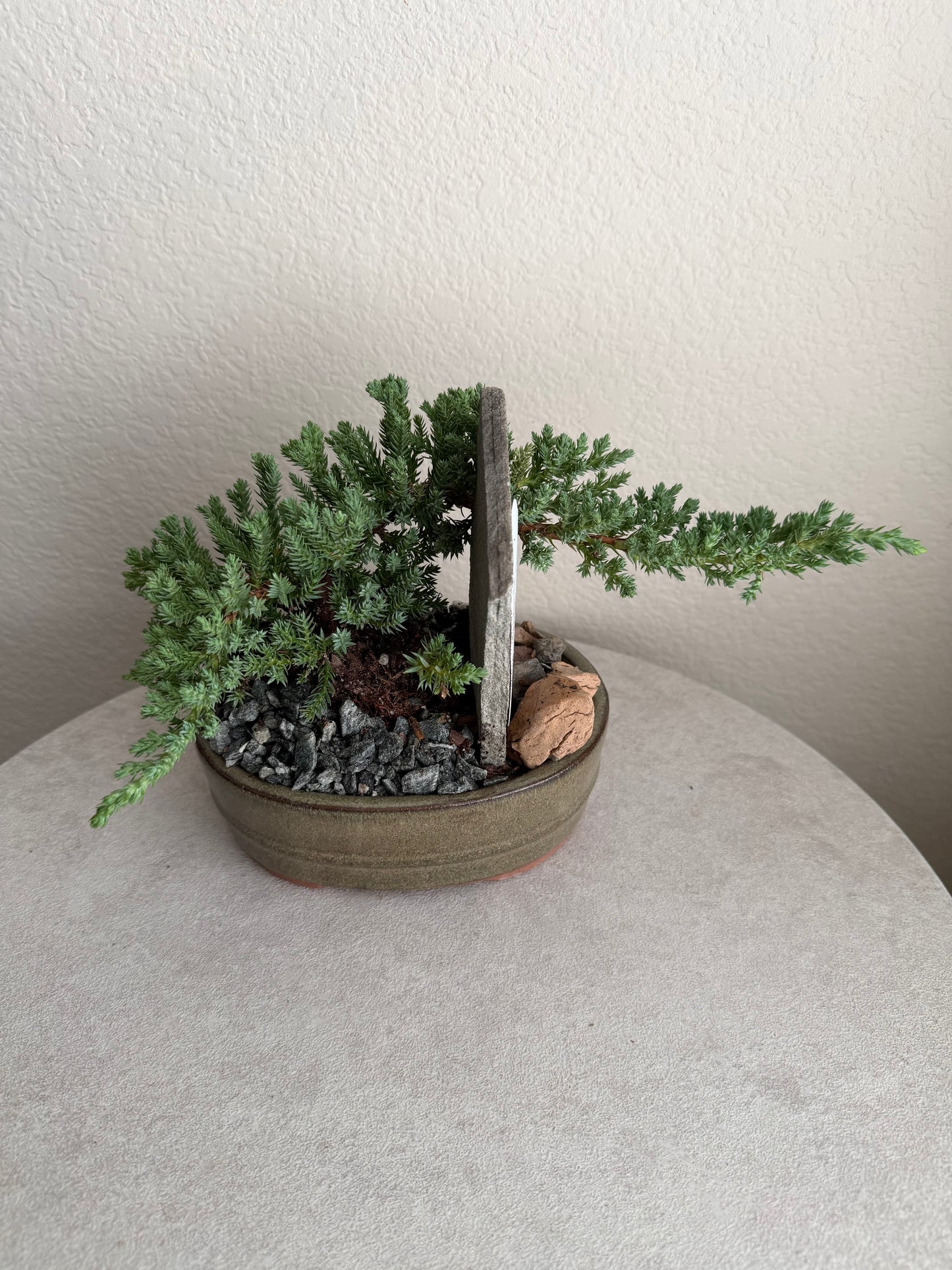 6” Juniper Bonsai