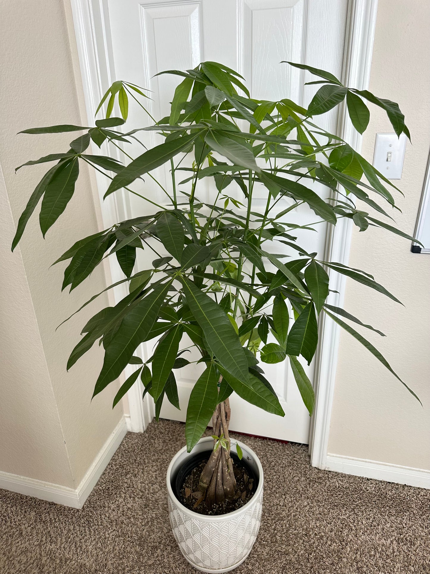 10” Braided Money Tree