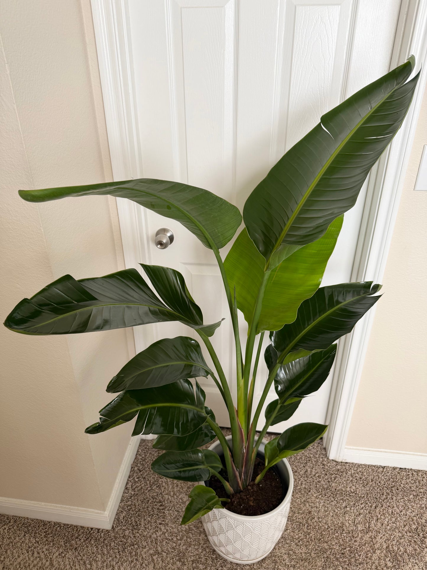 10” Bird of Paradise