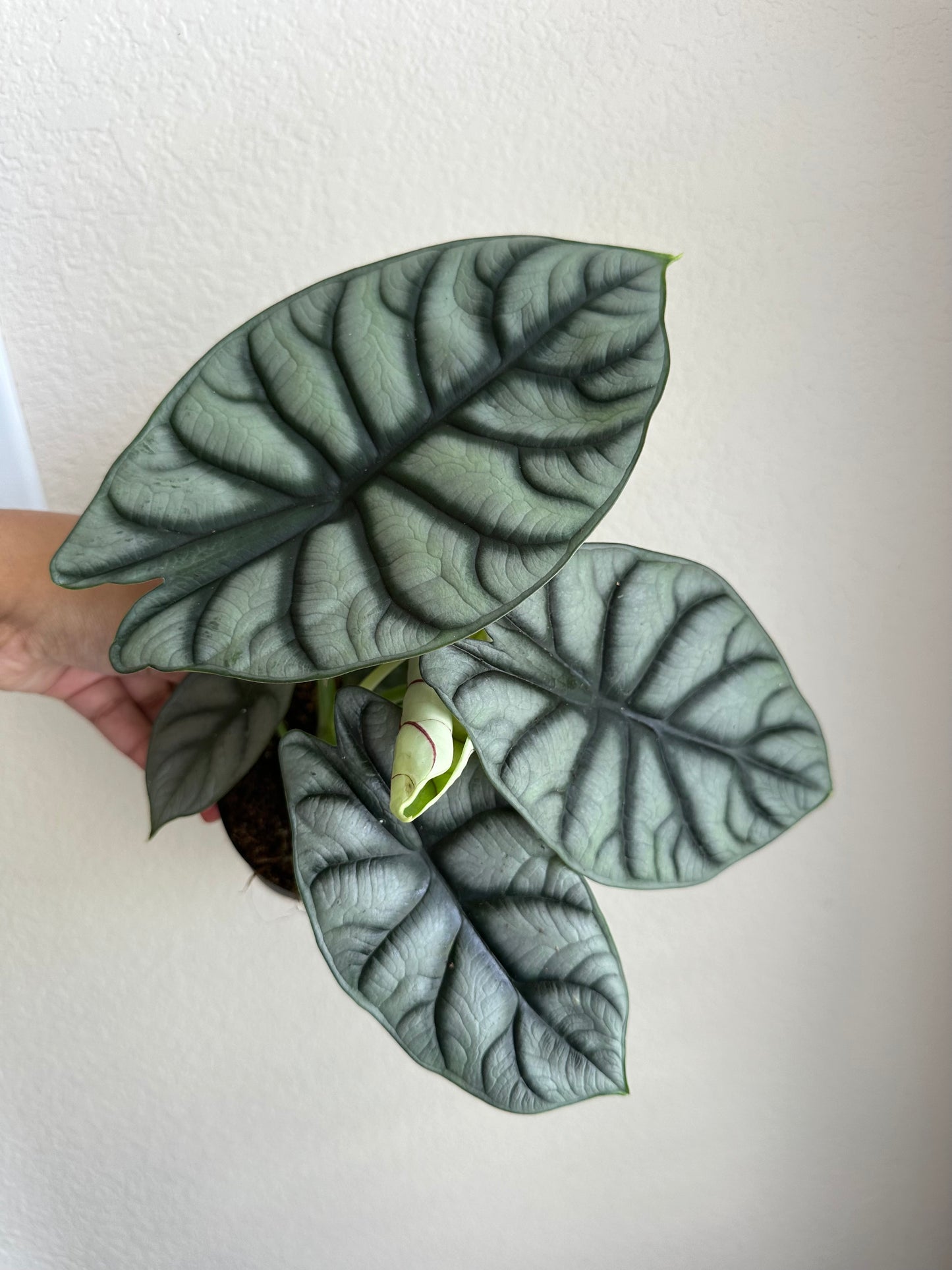 4” Alocasia Silver Dragon