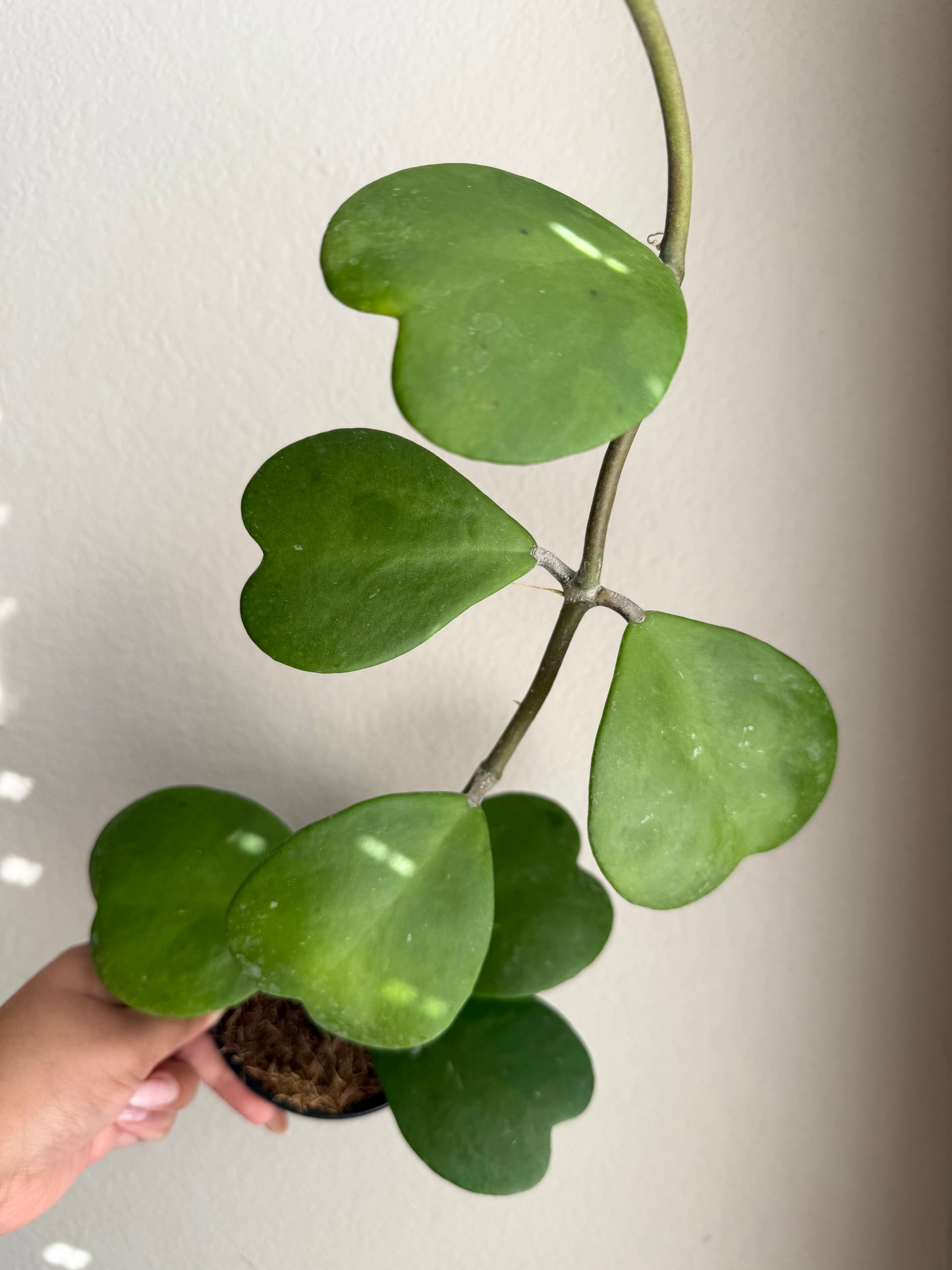 4” Hoya Kerrii Vine
