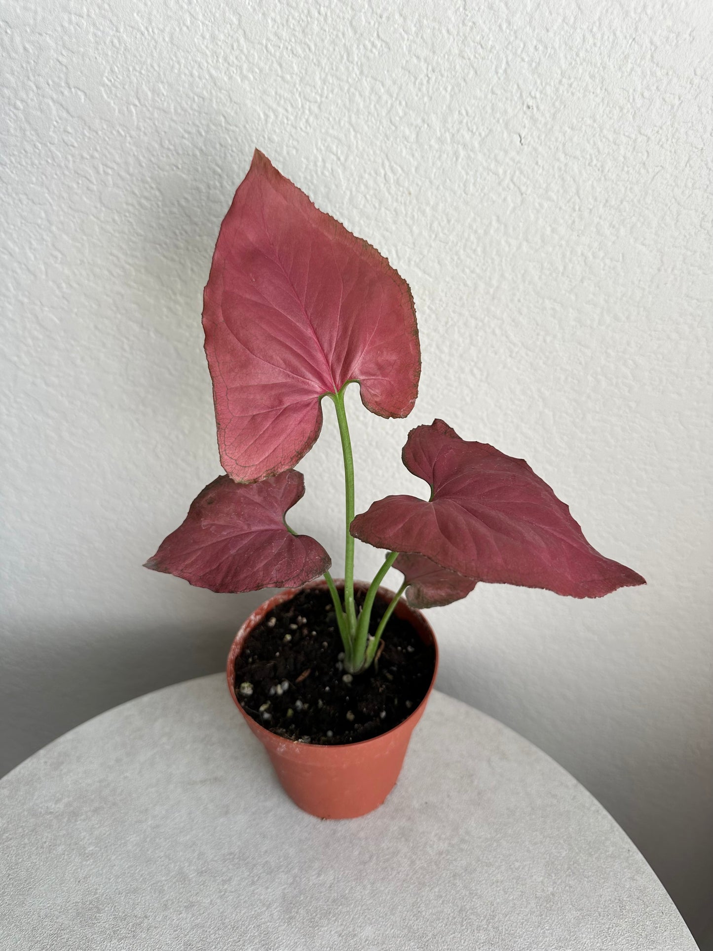 4” Syngonium 'Orm Nak Red'