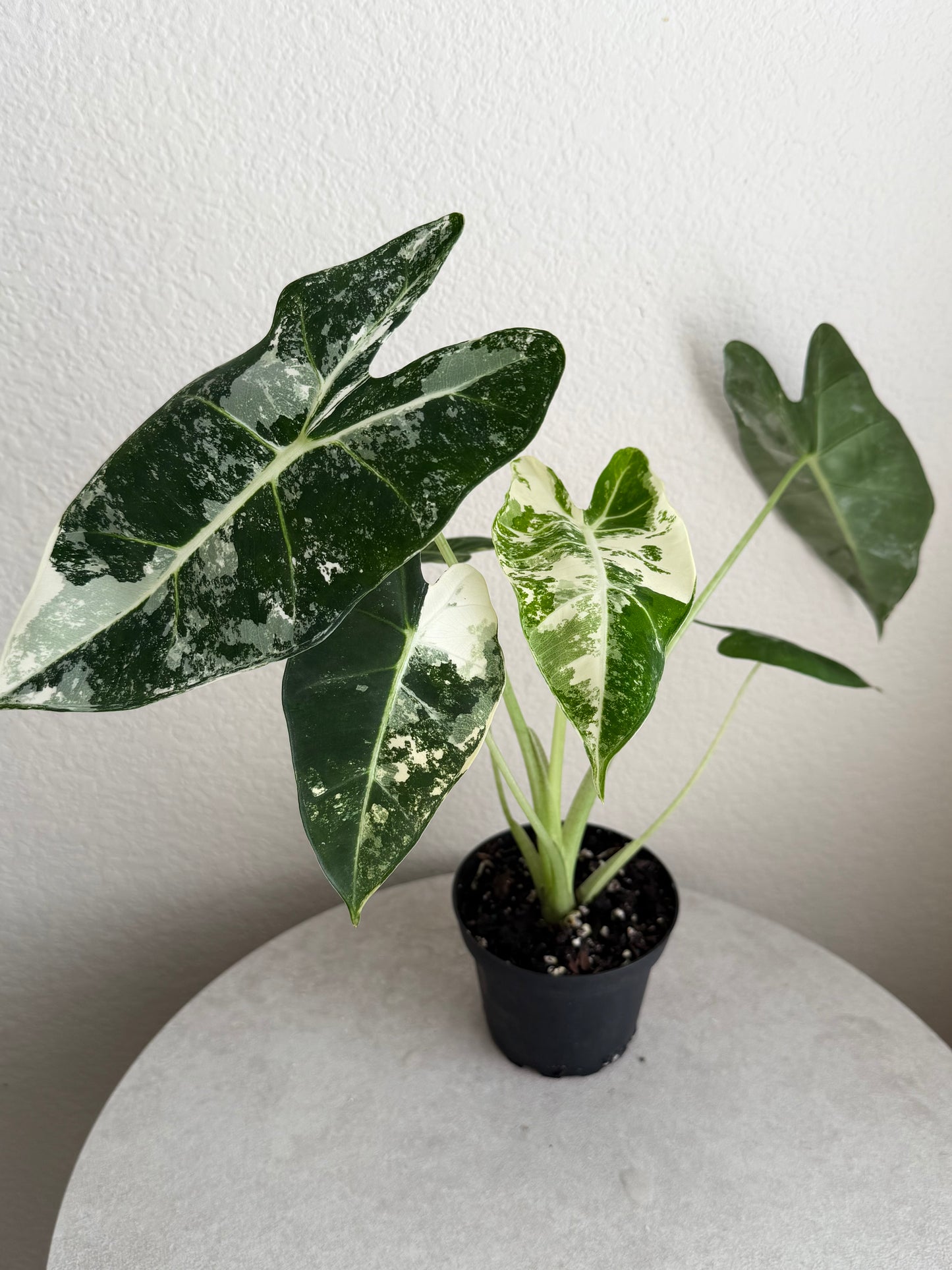 4” Alocasia Frydek Variegated