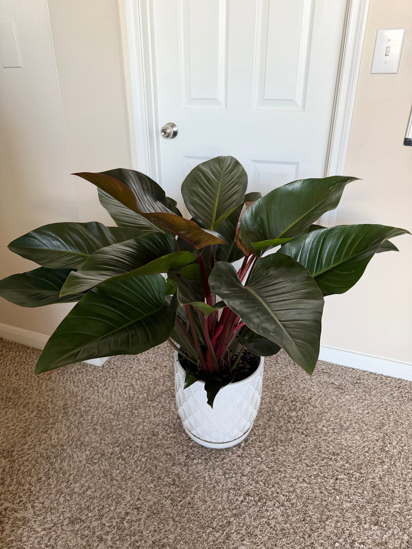 12” Philodendron Congo Rojo
