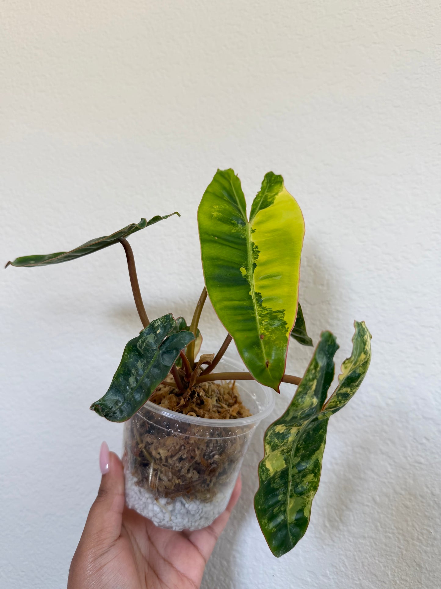 Philodendron Billietiae Variegated