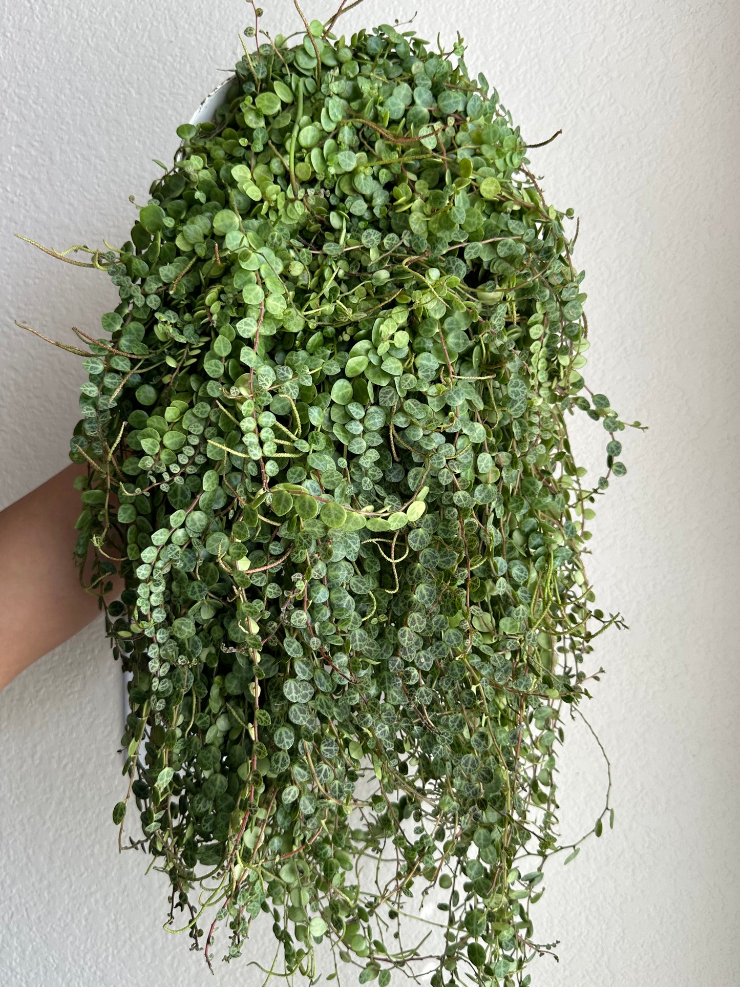 6” String of Turtles