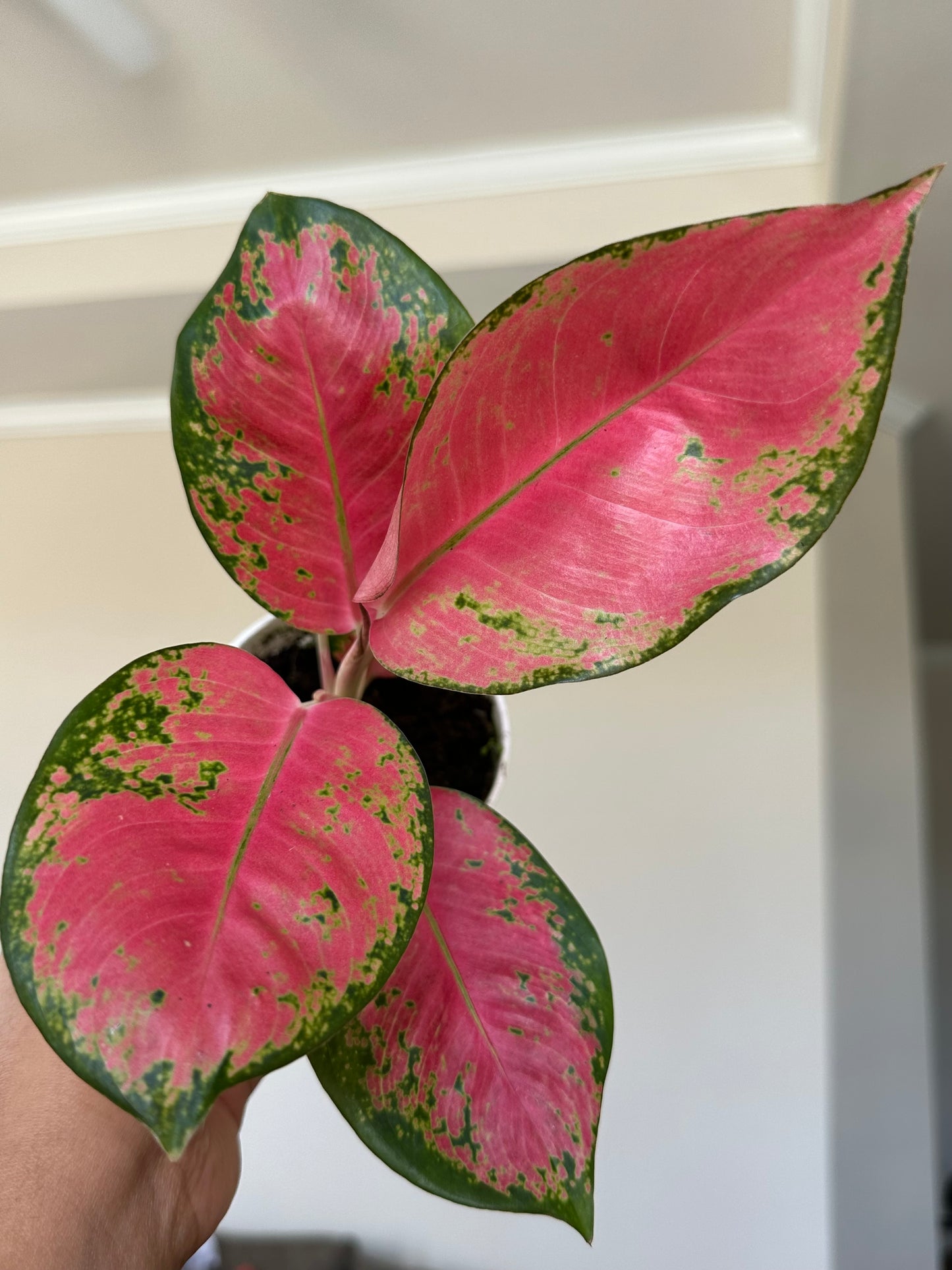 4” Aglaonema Hybrid Pink Pearl