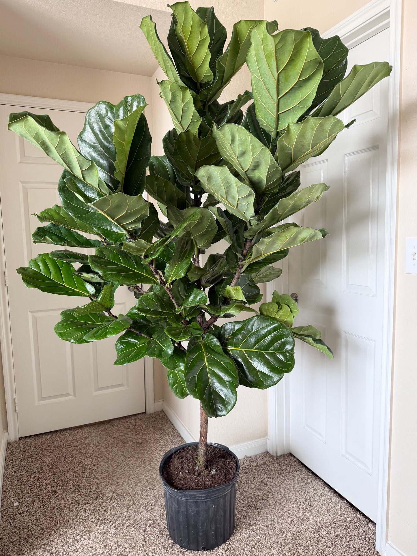 14” Fiddle Leaf Fig