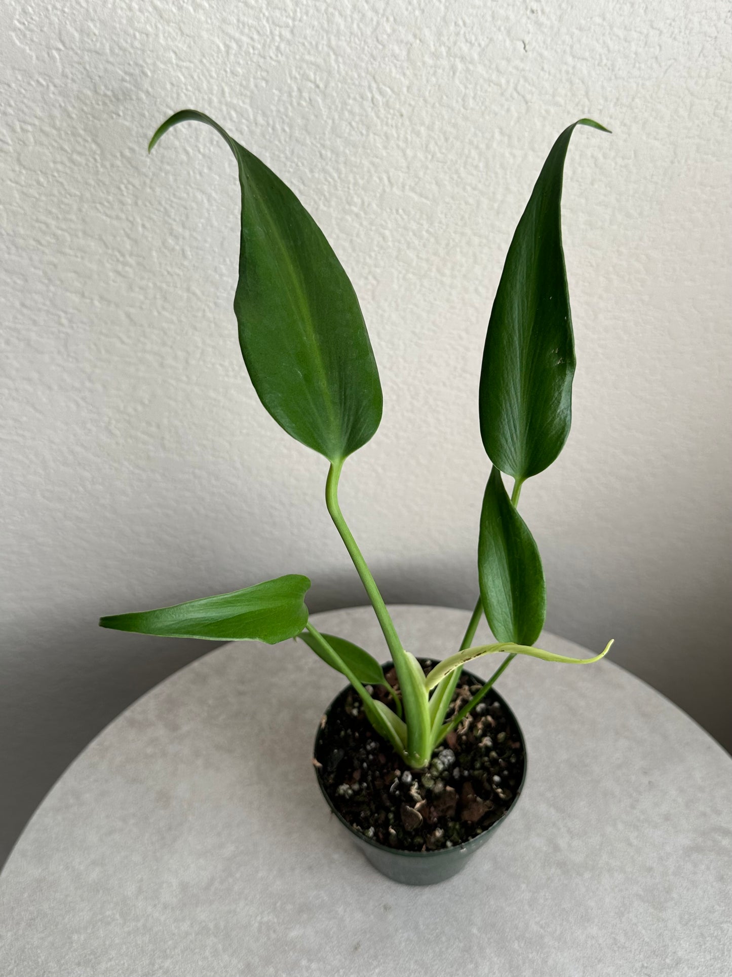 Monstera Burle Marx Flame