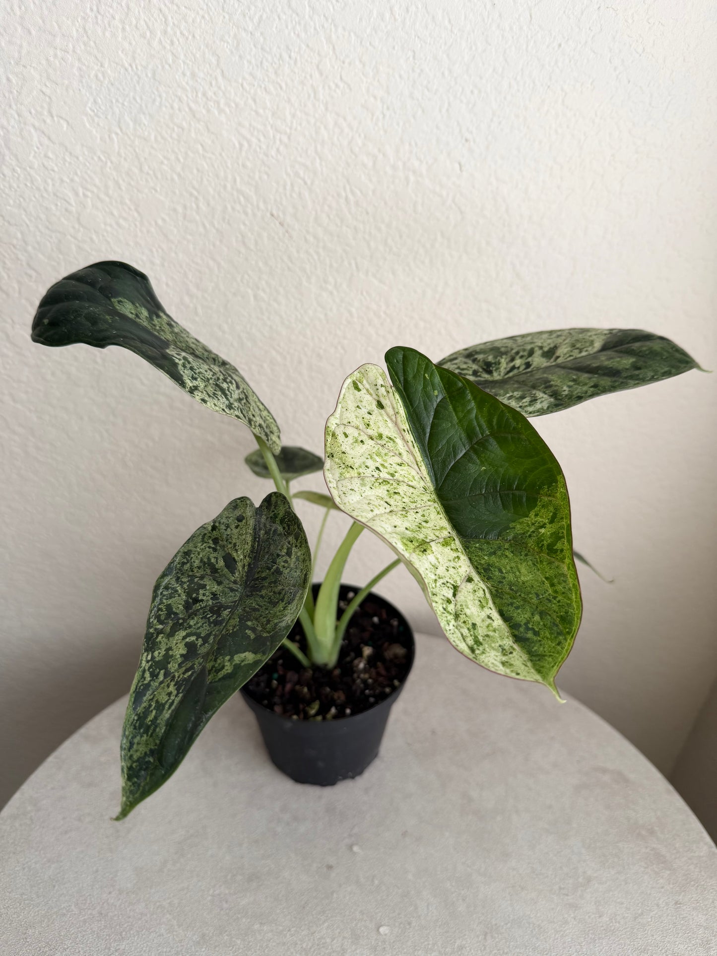 4” Alocasia Dragon Scale Mint