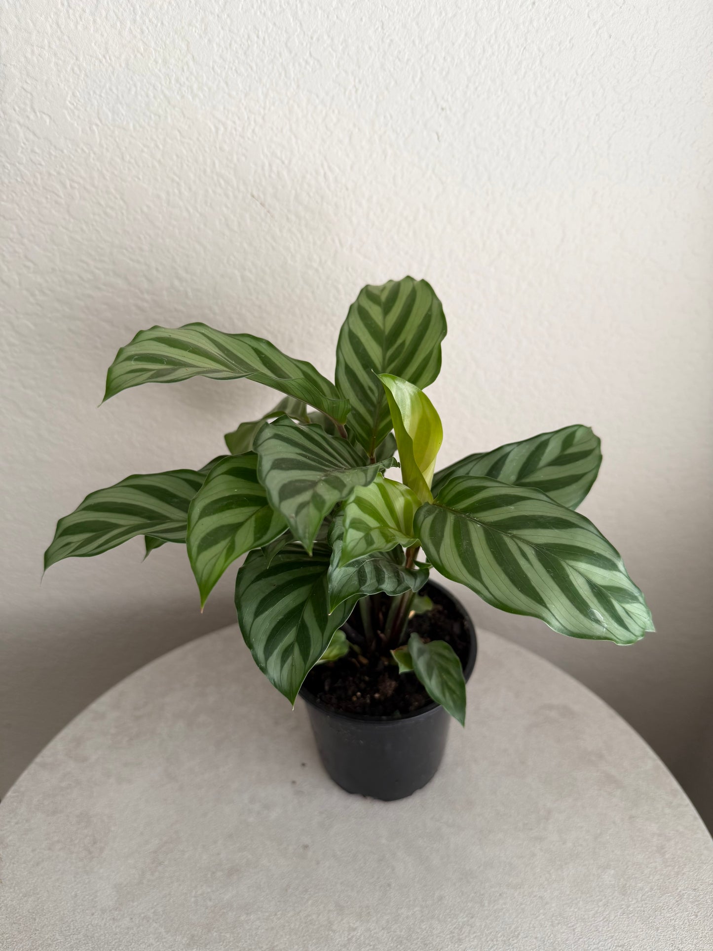 4” Calathea Freddie