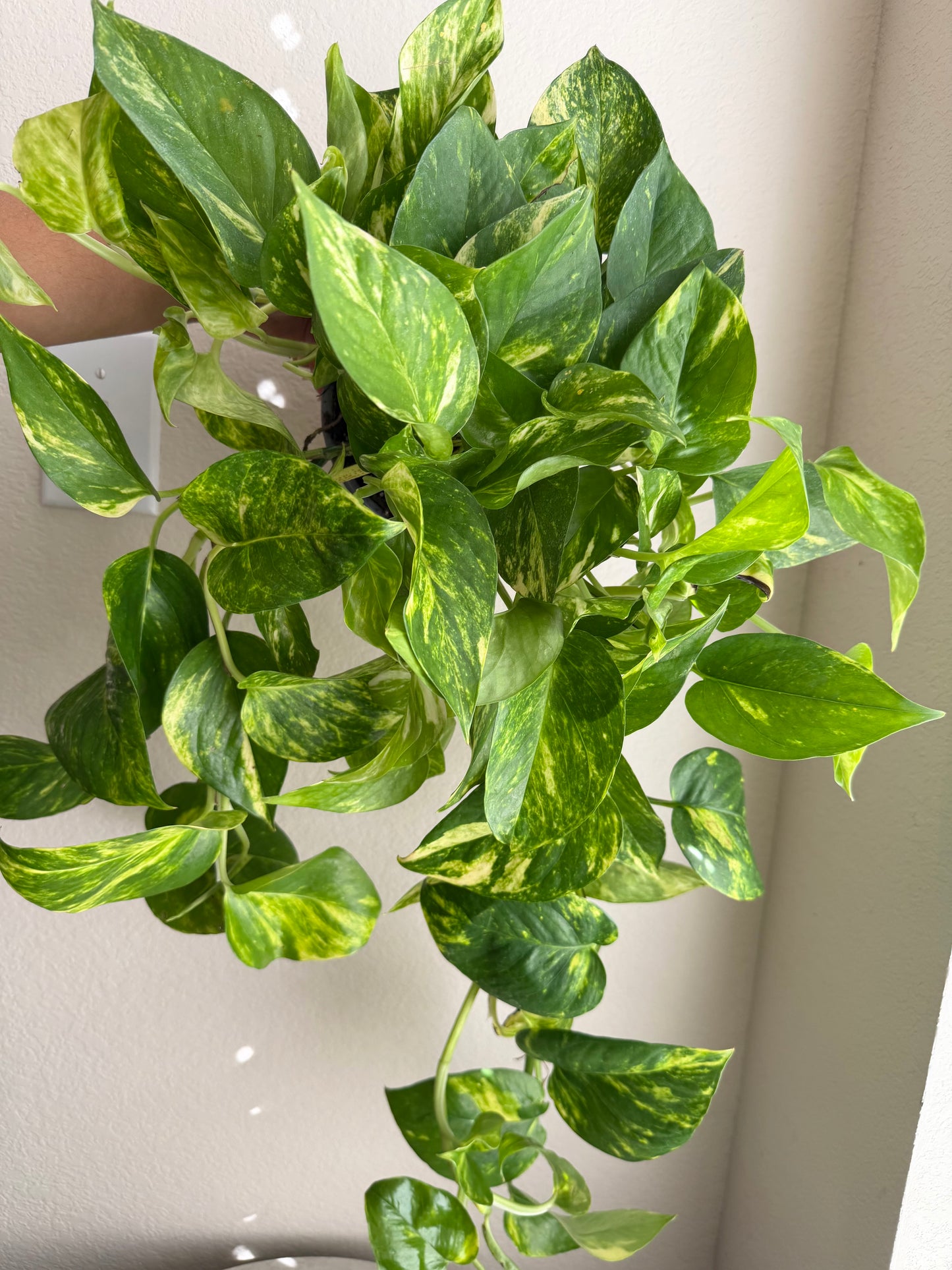 6” Golden Pothos