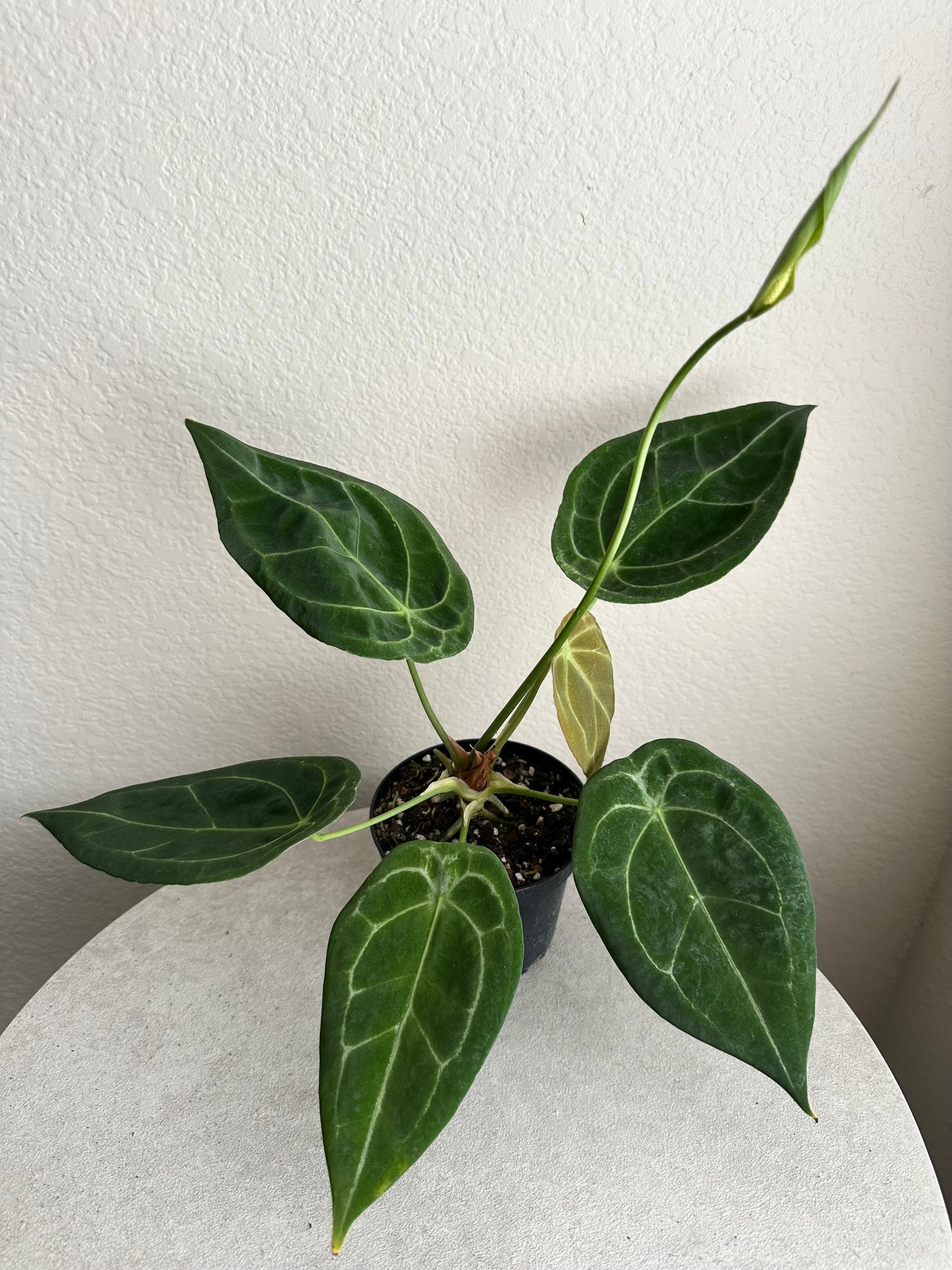 4” Anthurium Forgetti