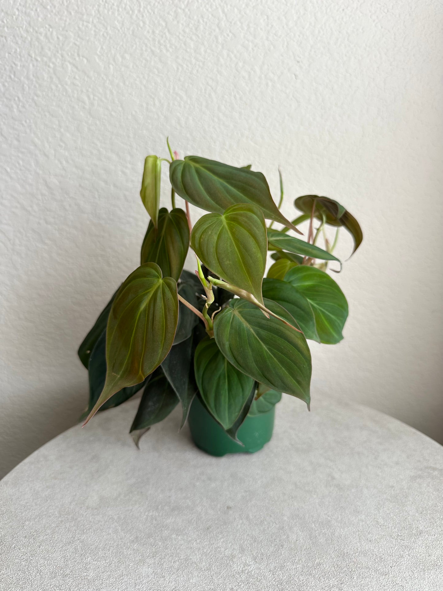 4” Philodendron Micans