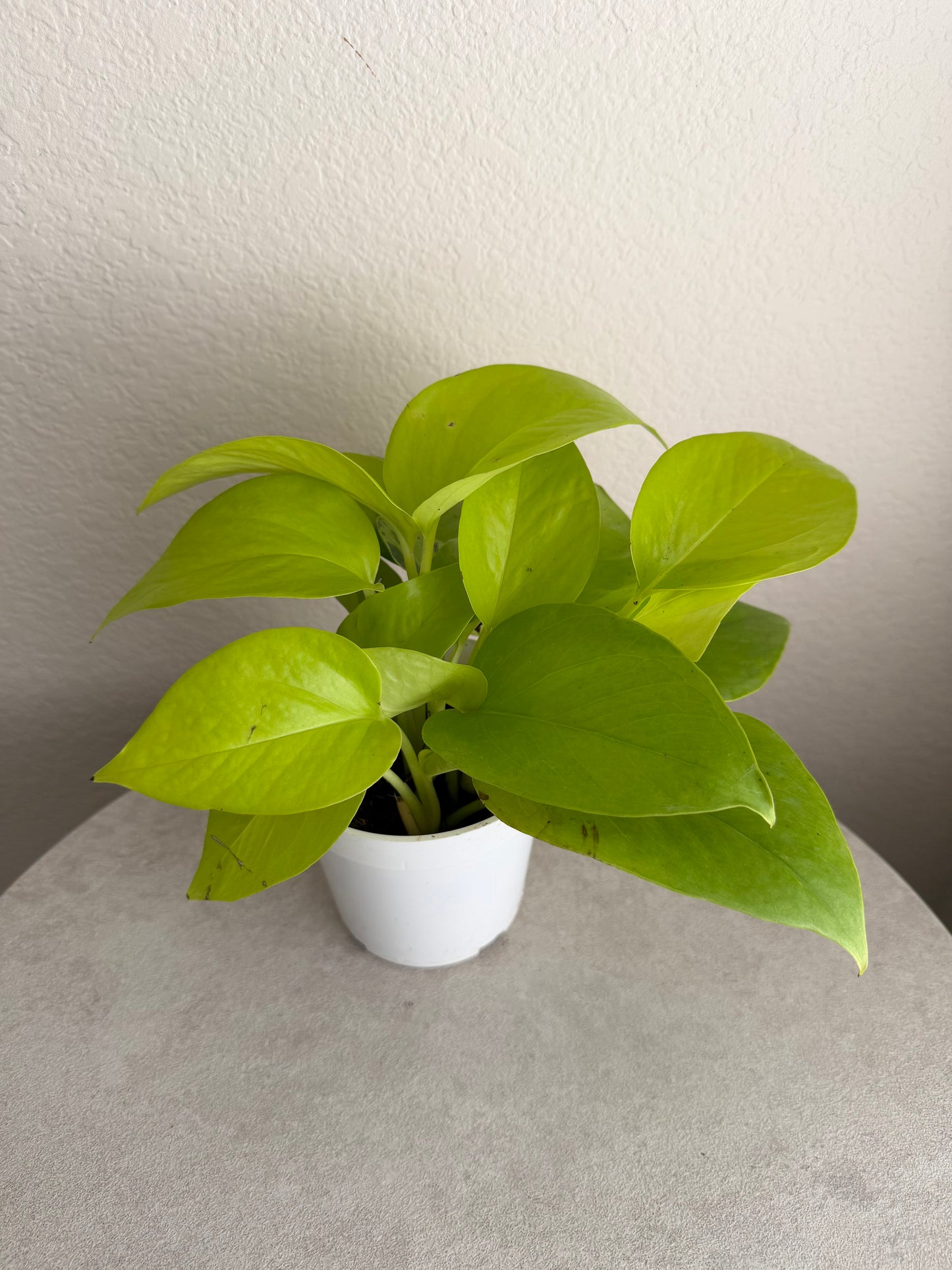 4” Neon Pothos