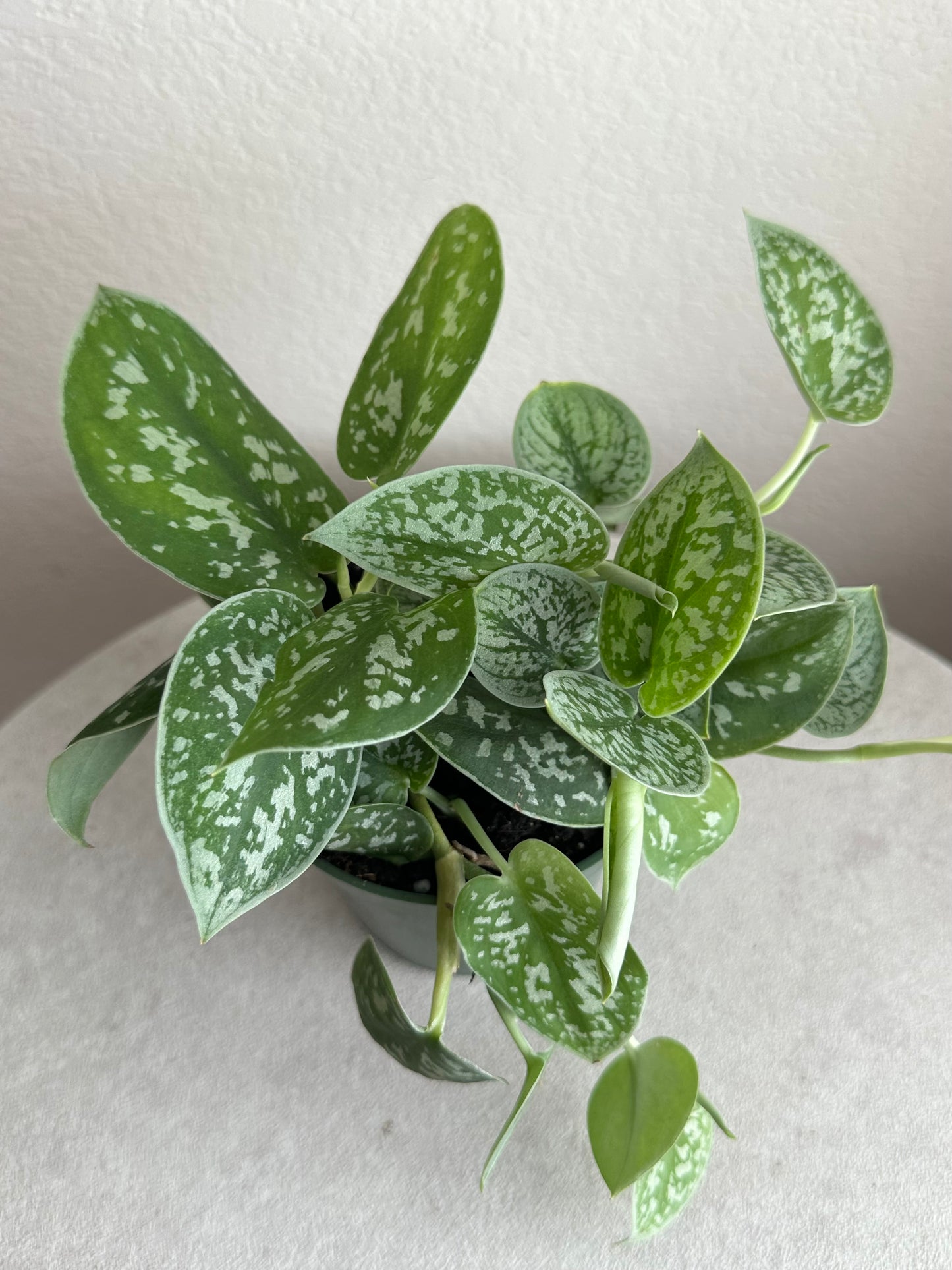 4” Scindapsus Pictus 'Silvery Ann'