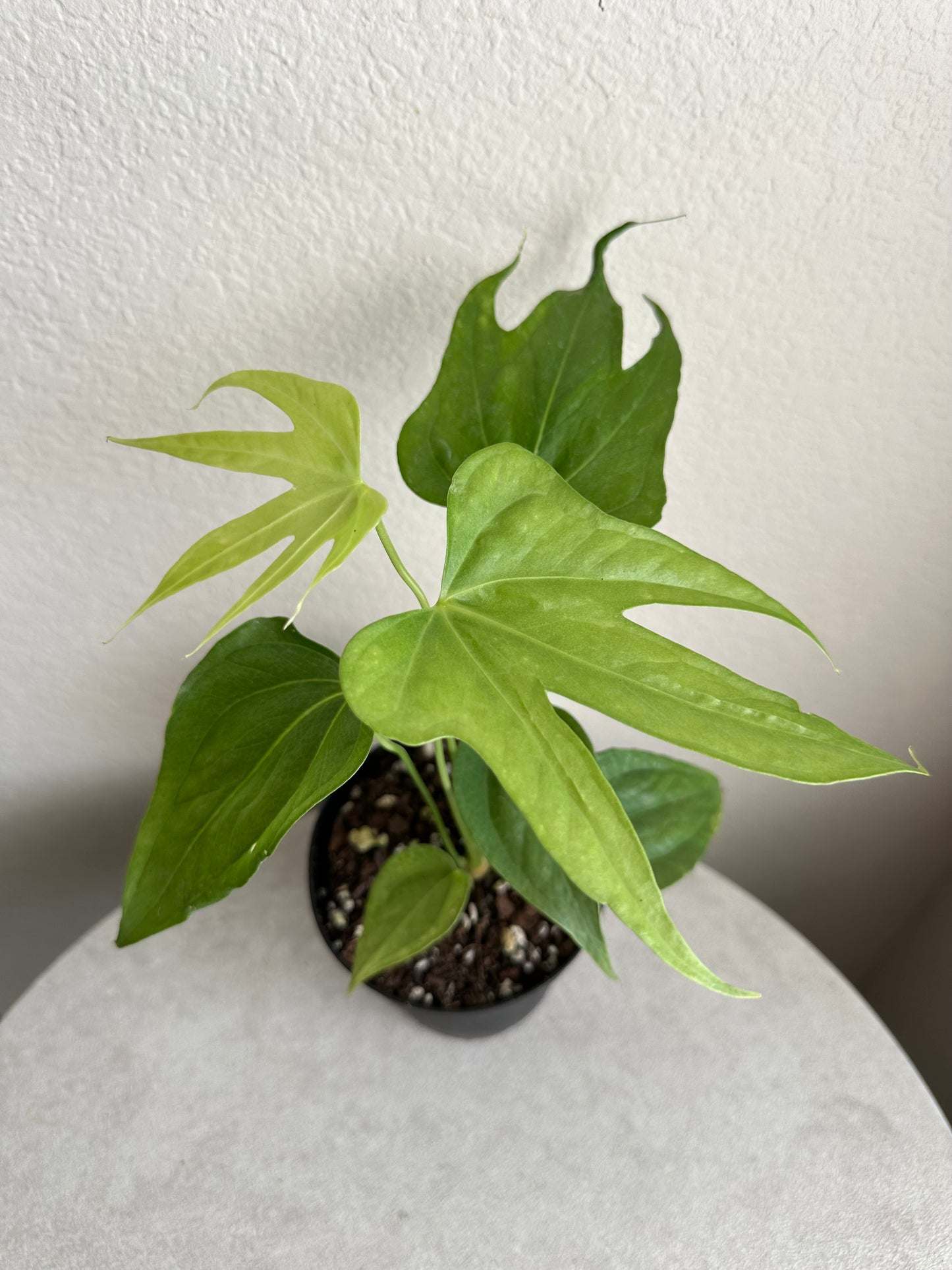 4” Anthurium Fingers