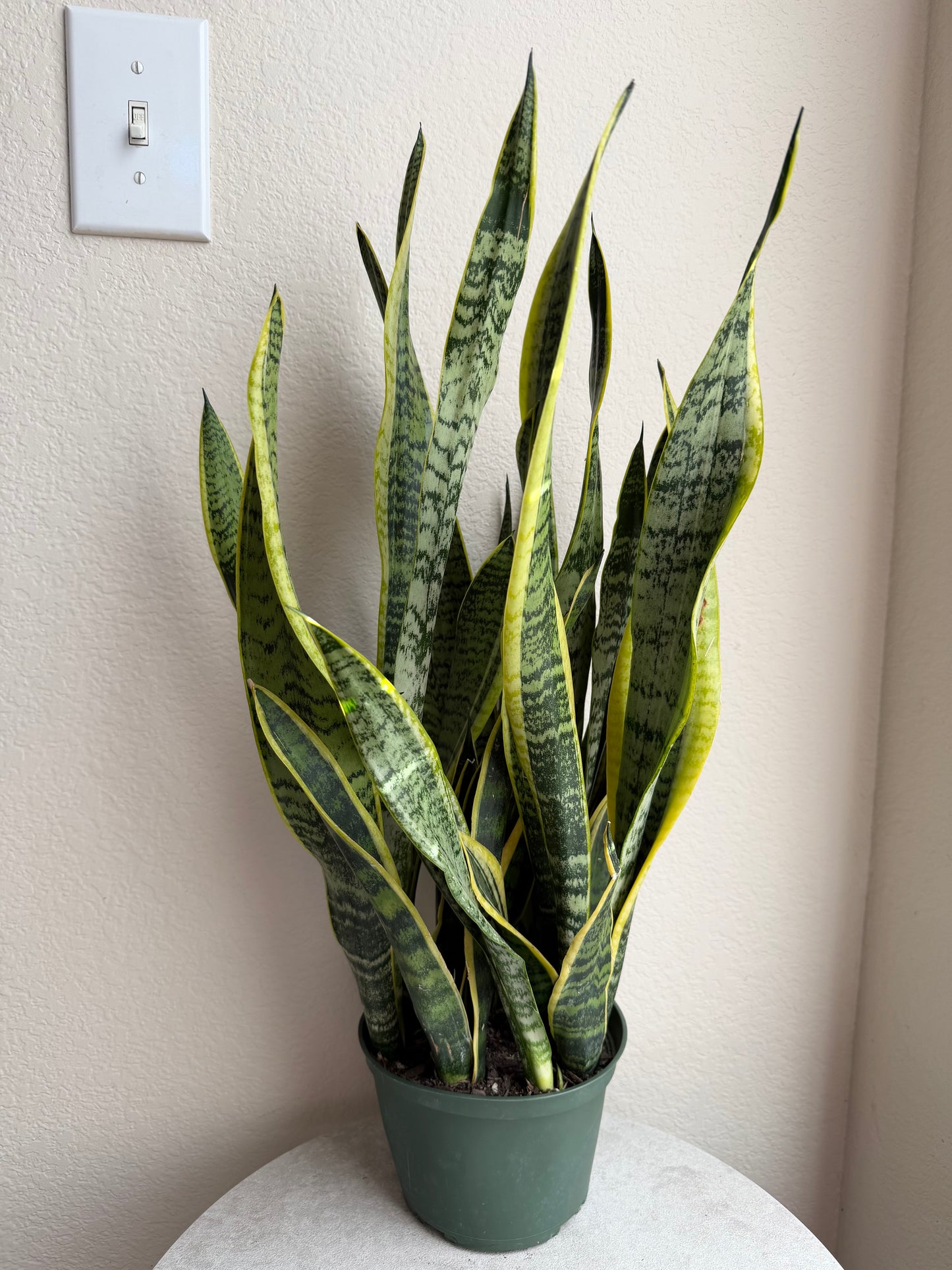 6” Snake Plant