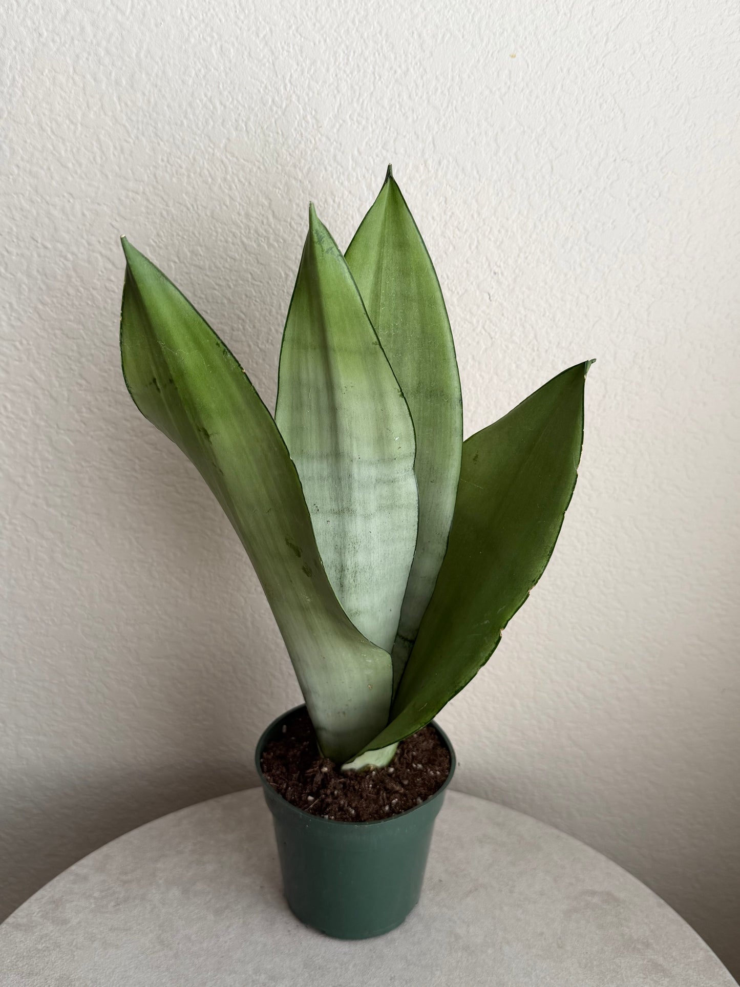 4” Moonshine Snake Plant