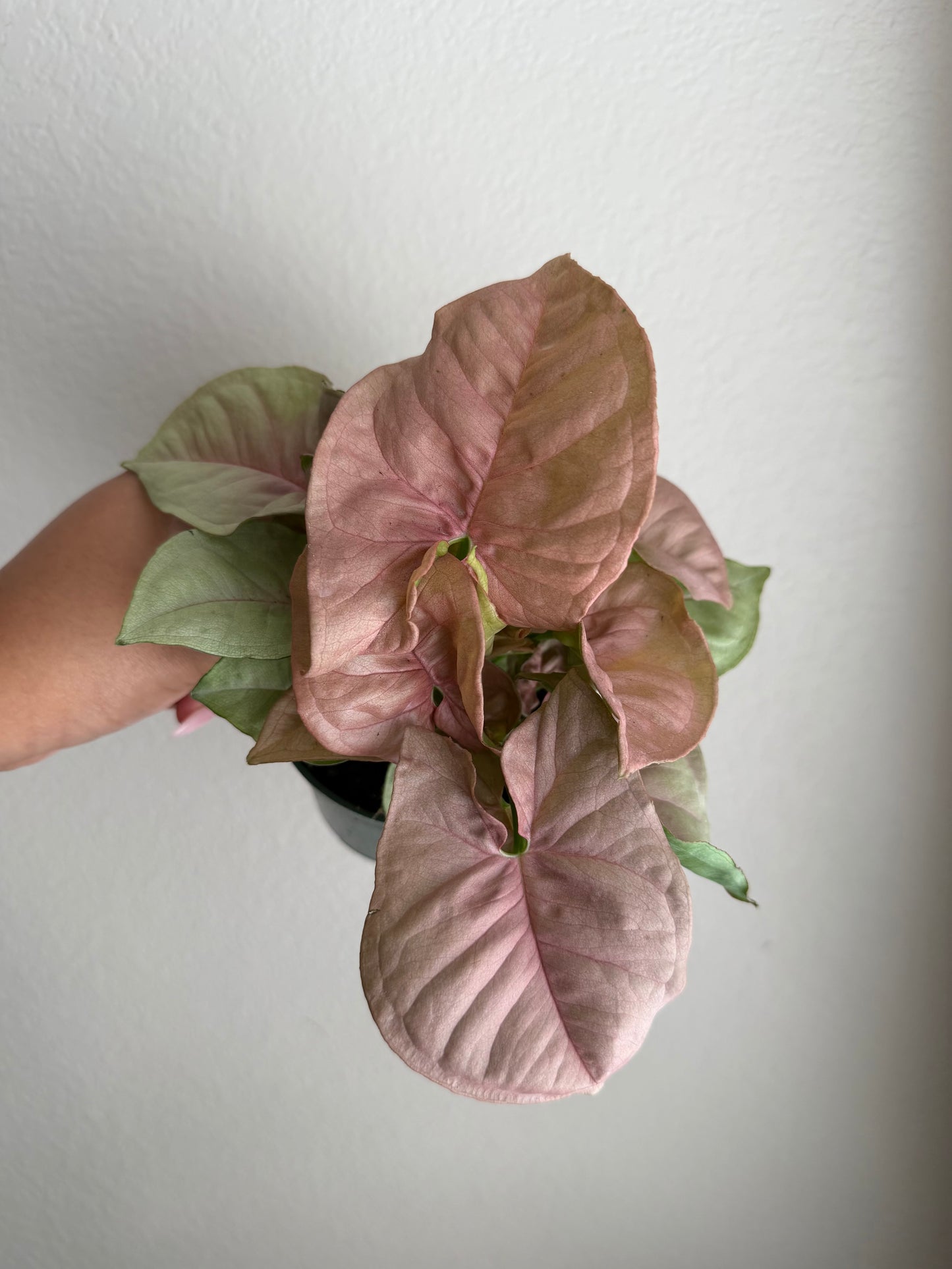 4” Syngonium Neon Robusta