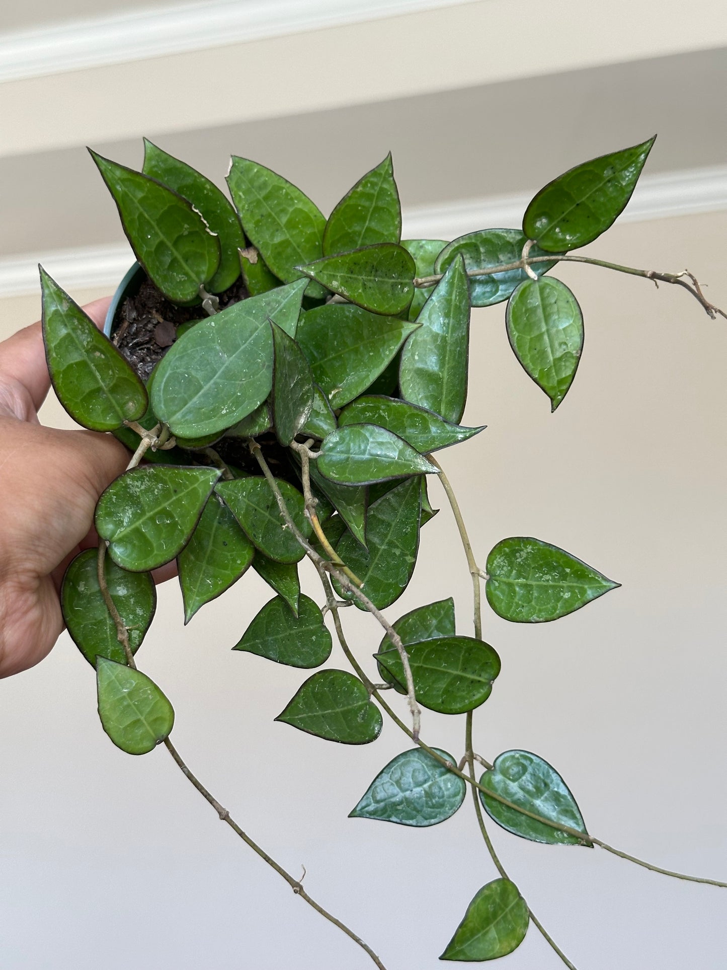 4” Hoya Black Margin