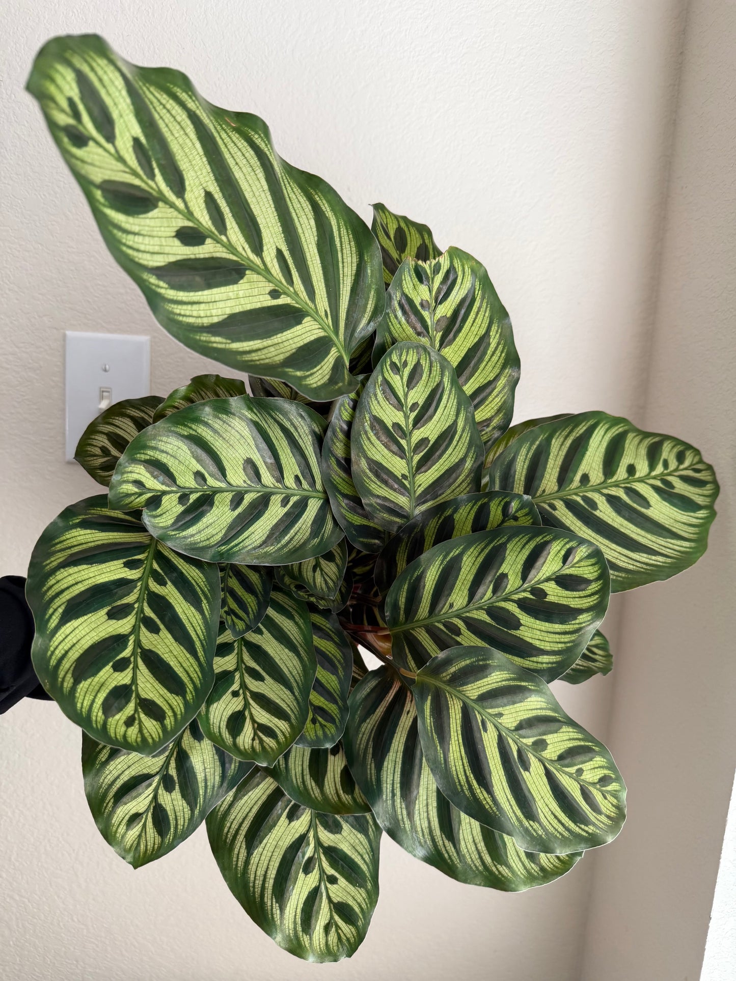 6” Peacock Prayer Plant
