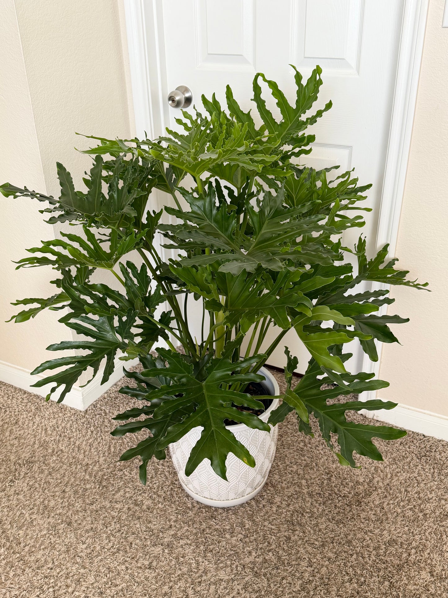 10” Philodendron Selloum