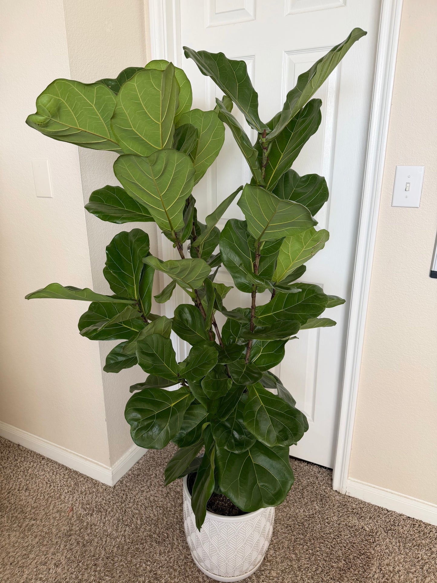 12” Fiddle Leaf Fig