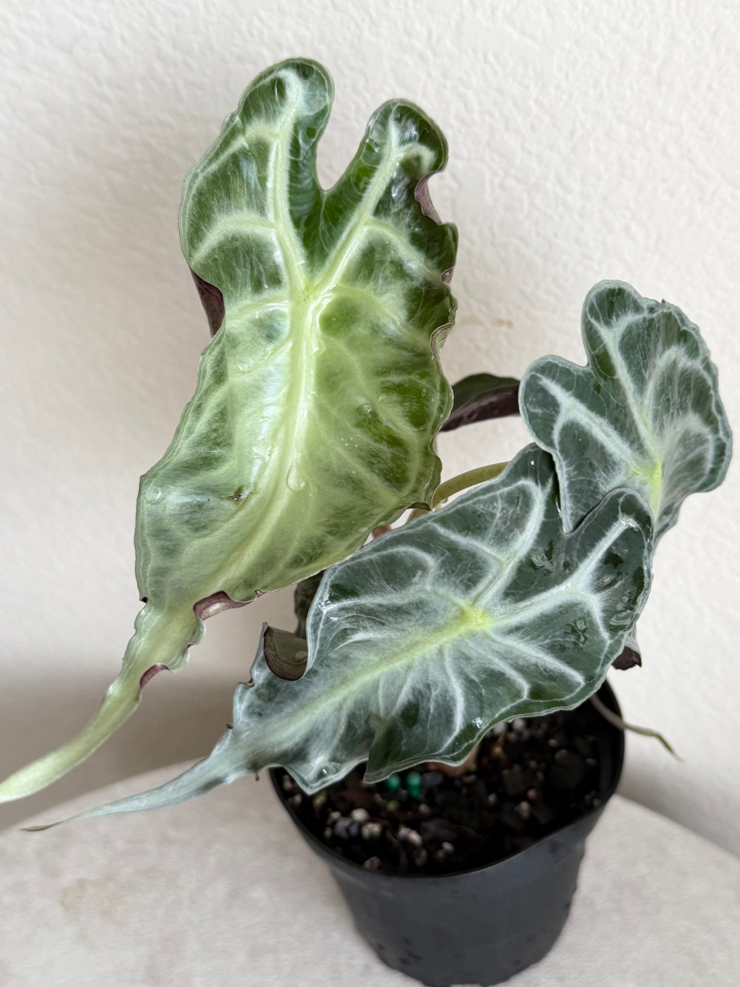 4” Alocasia Venom