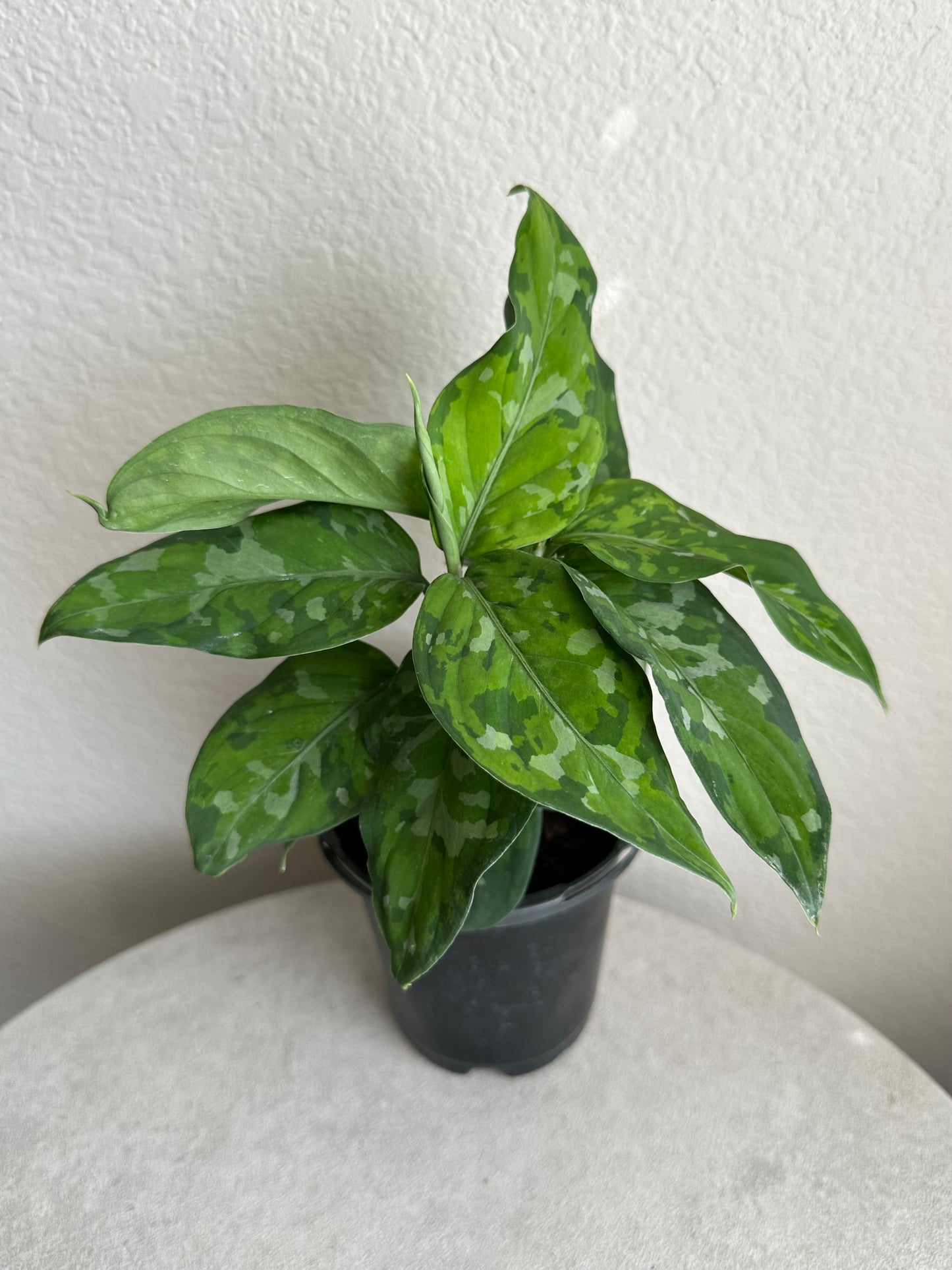 4” Aglaonema Pictum Tricolor