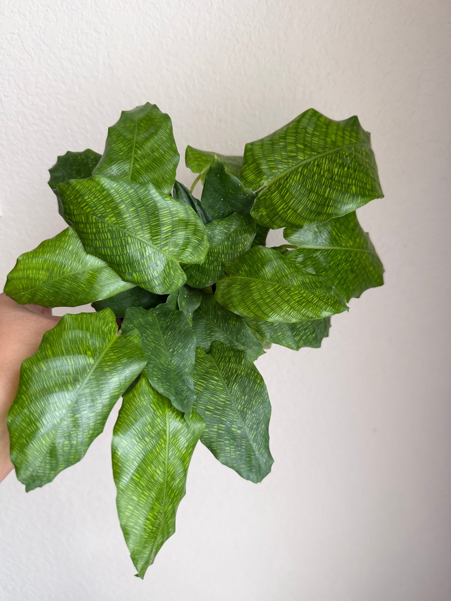 4” Calathea Musaica