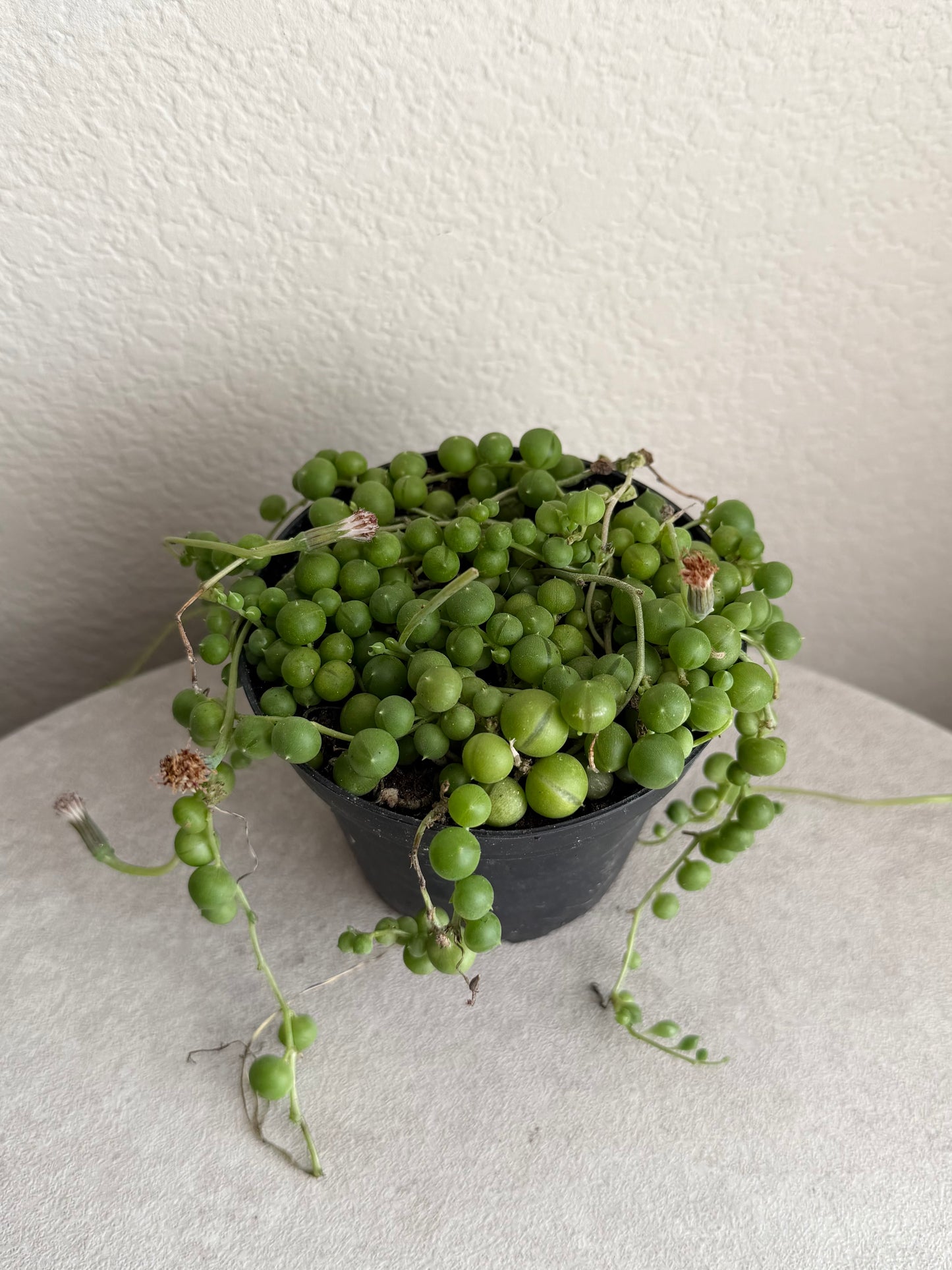4” String of Pearls