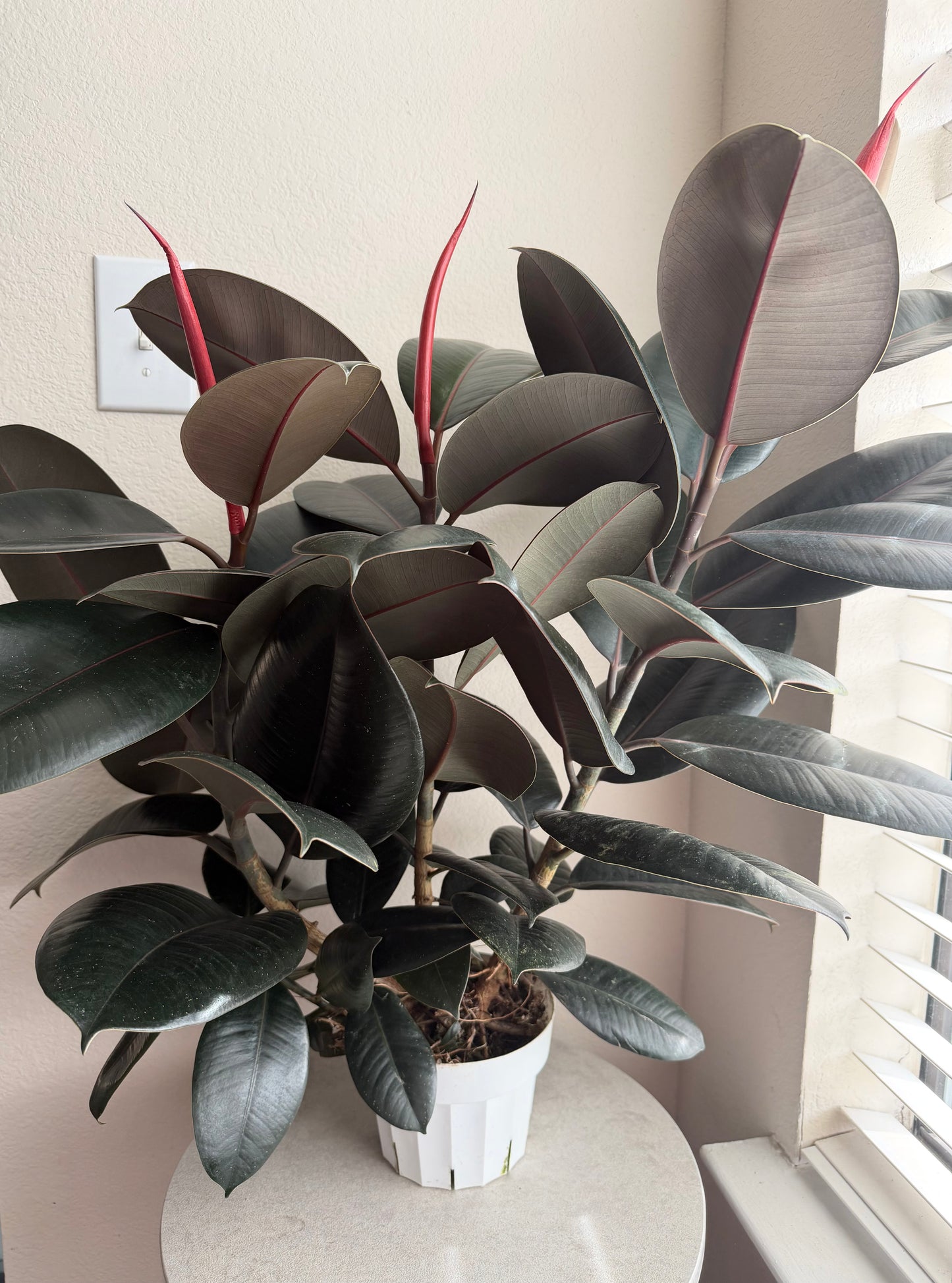 6” Burgundy Rubber Tree