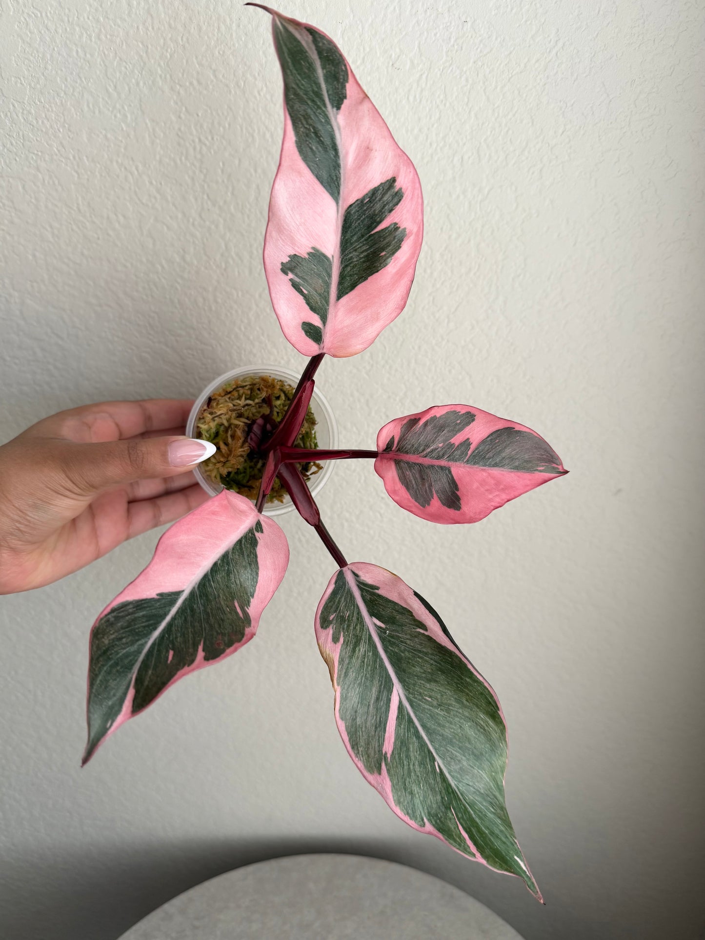 Rare Philodendron Pink Princess Mutation