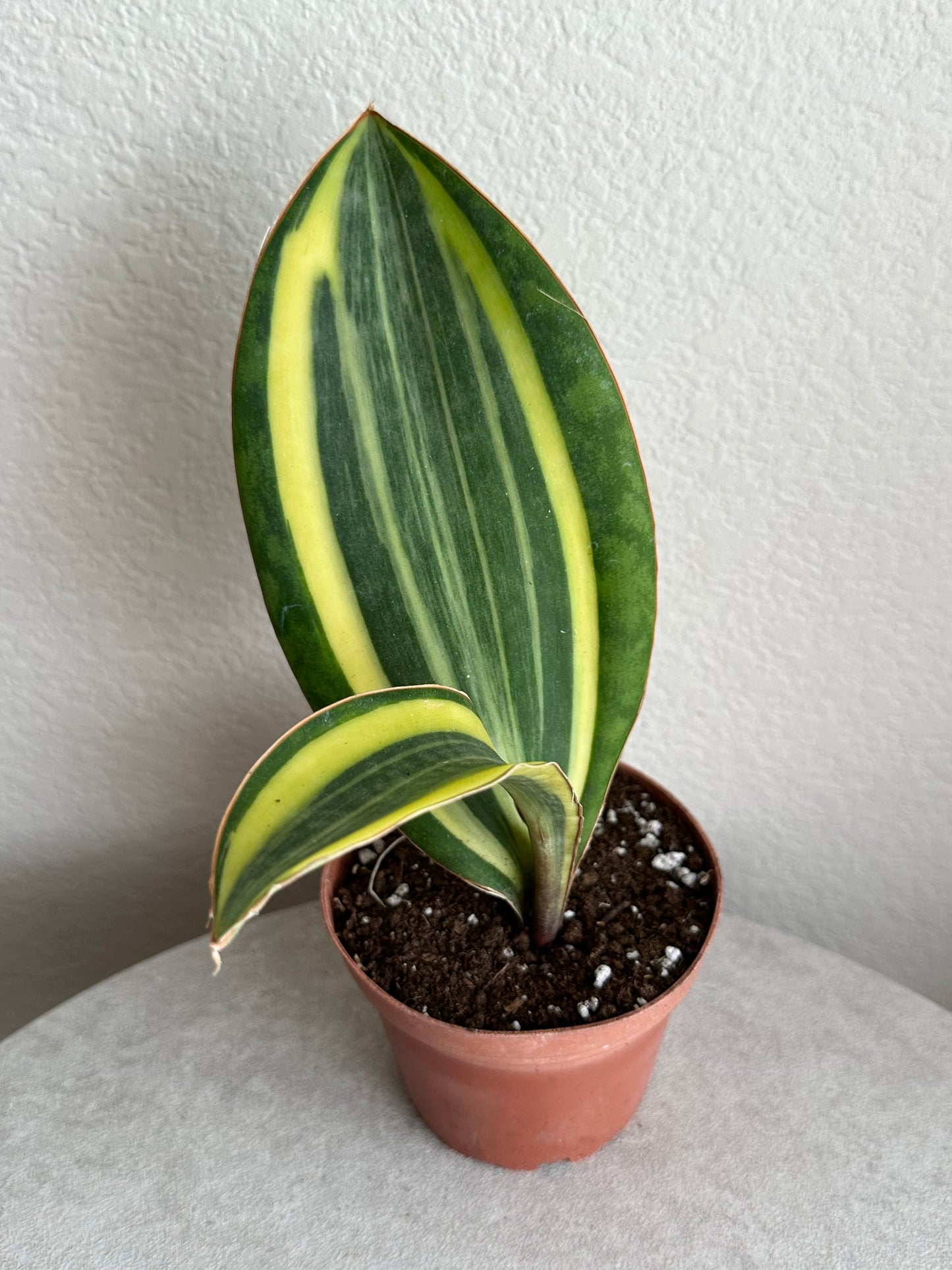 4” Variegated Whale Fin Snake Plant