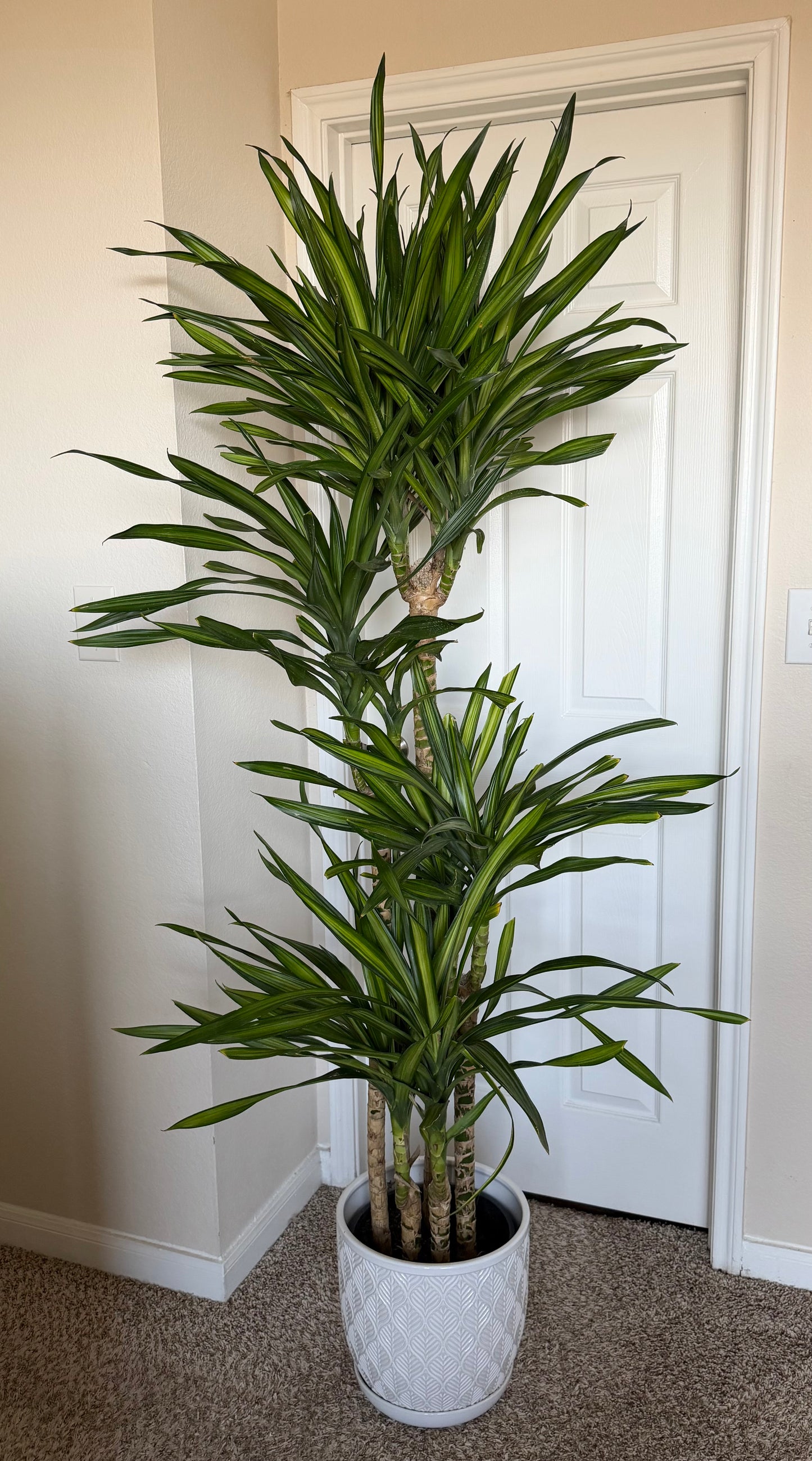 10” Dracaena Rikki