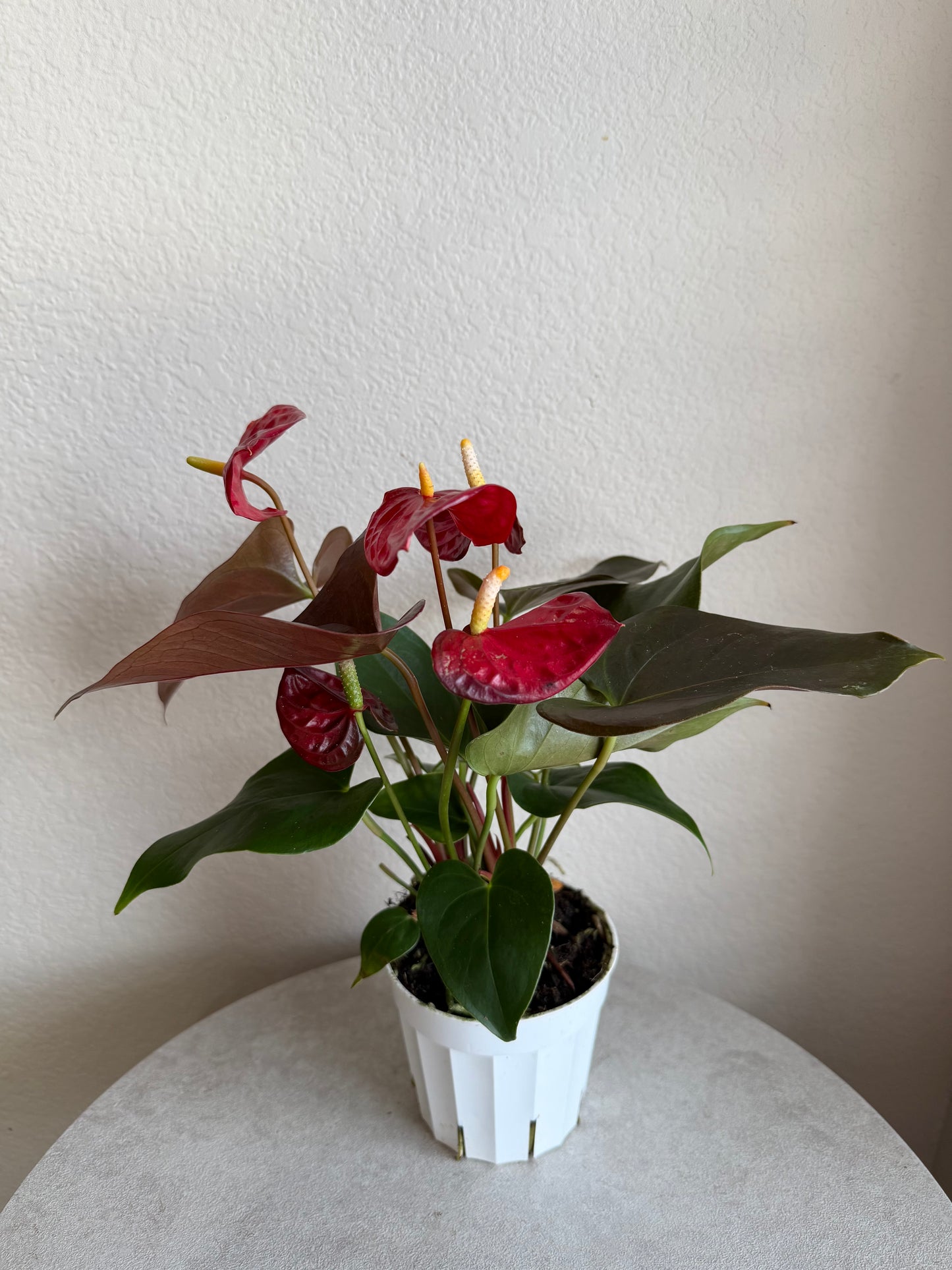 4” Red Anthurium