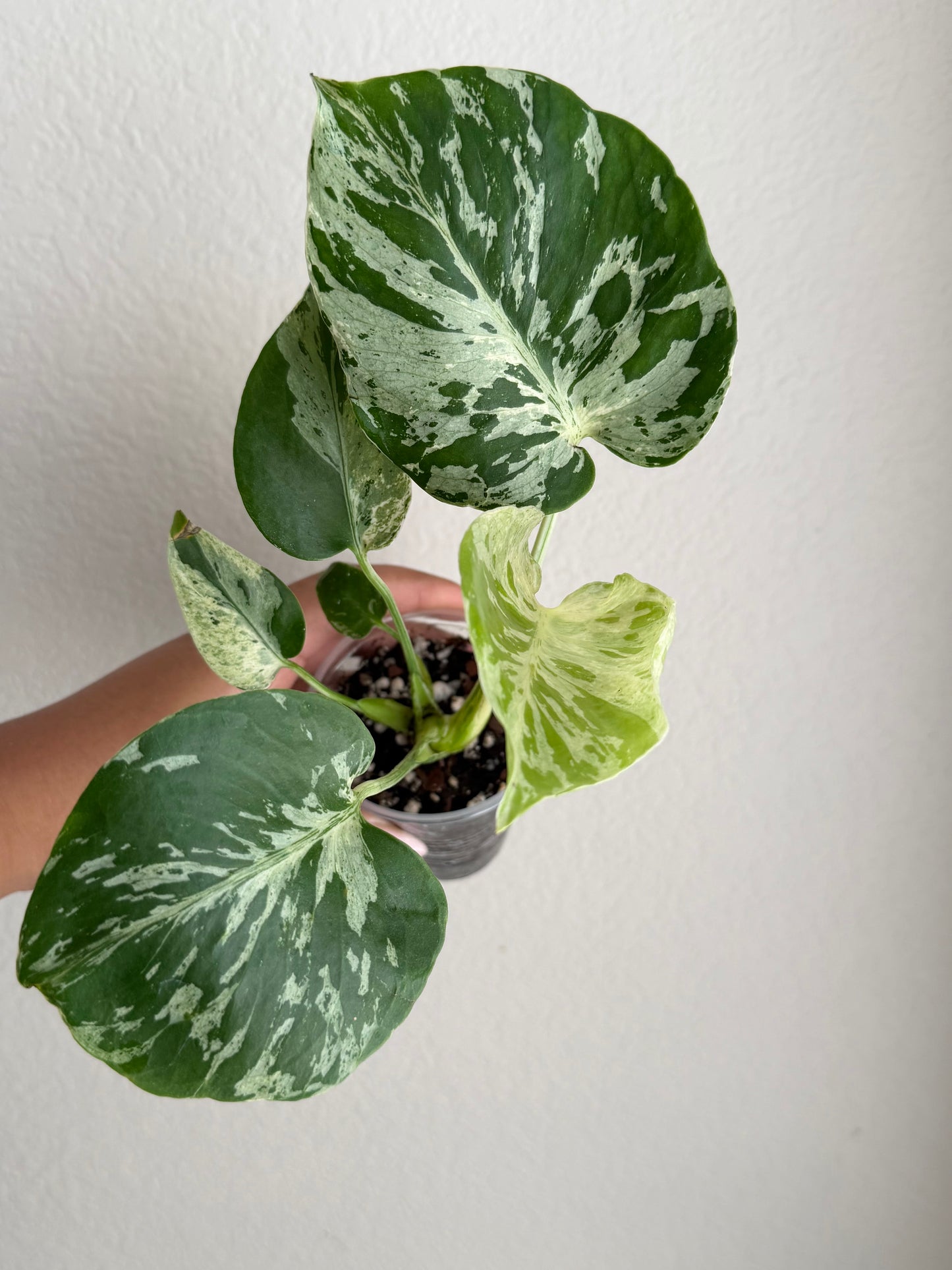 Rare Monstera Bulbasaur