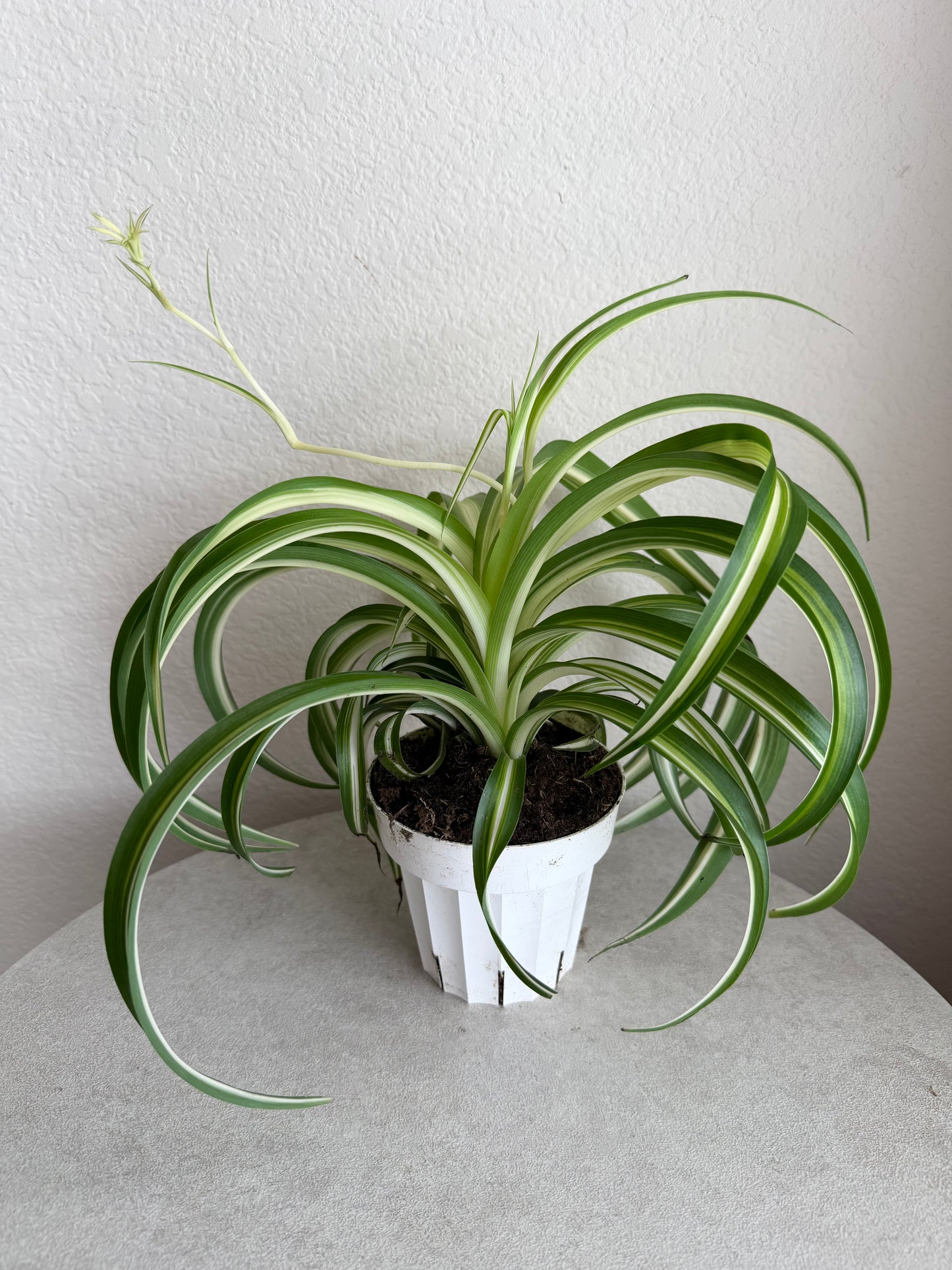 4” ‘Bonnie’ Curly Spider Plant