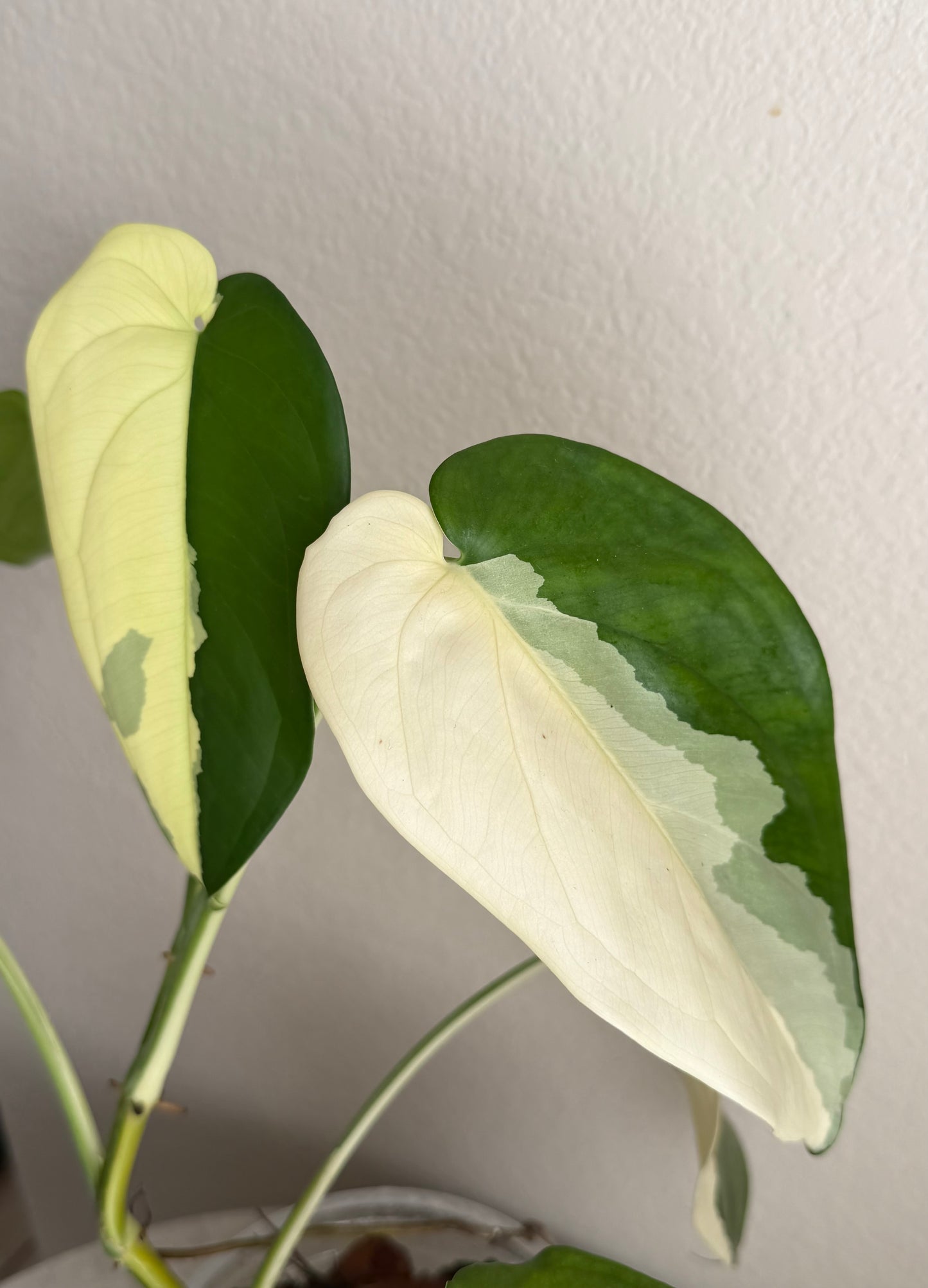 5” Syngonium Chiapense Variegated