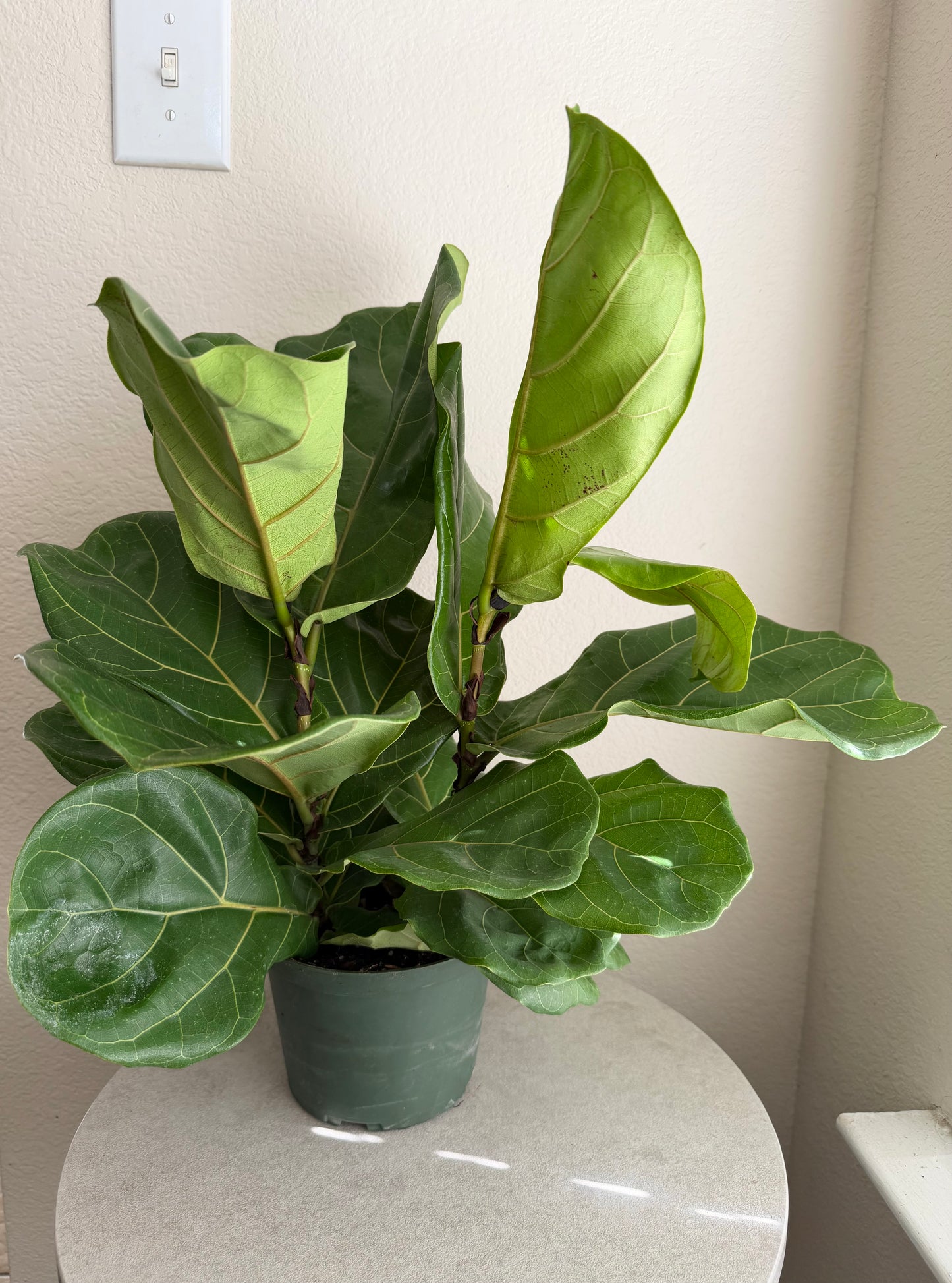 6” Fiddle Leaf Fig