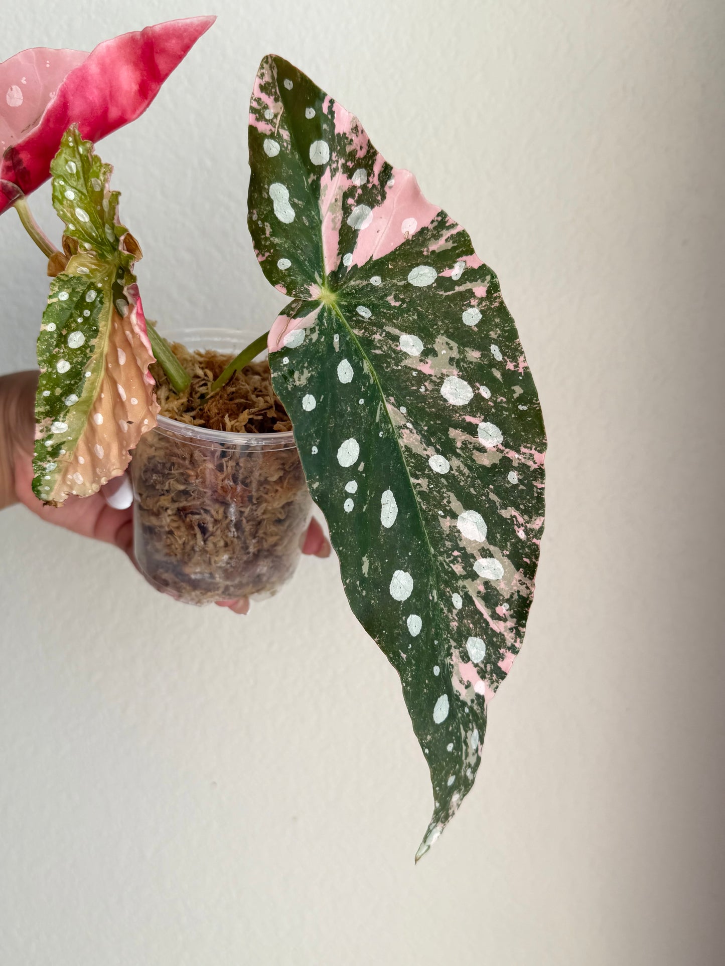Begonia Maculata Pink Variegated